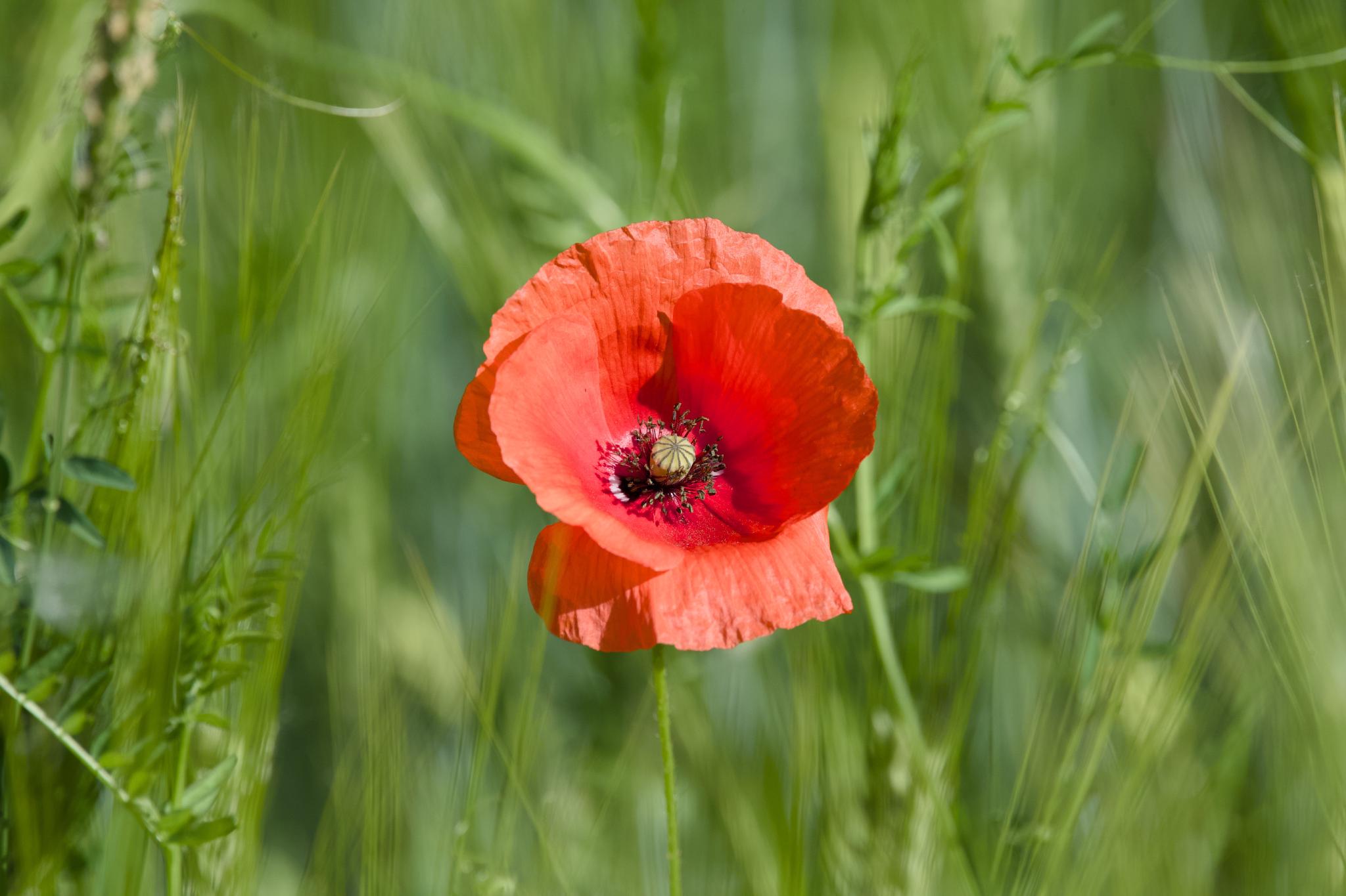 A single red common poppy in full bloom among green, unripe grain stalks, with a soft blurred field background