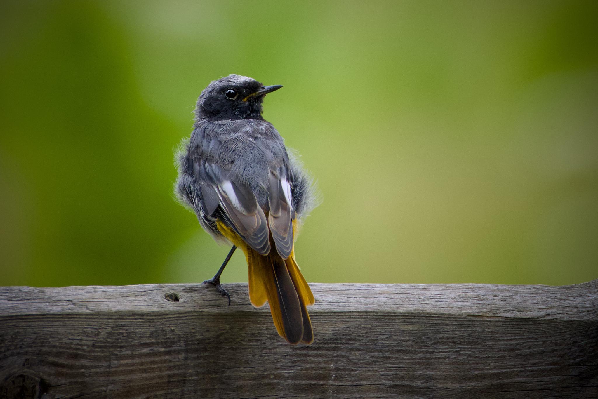 Male black redstart perched on a wooden fence rail