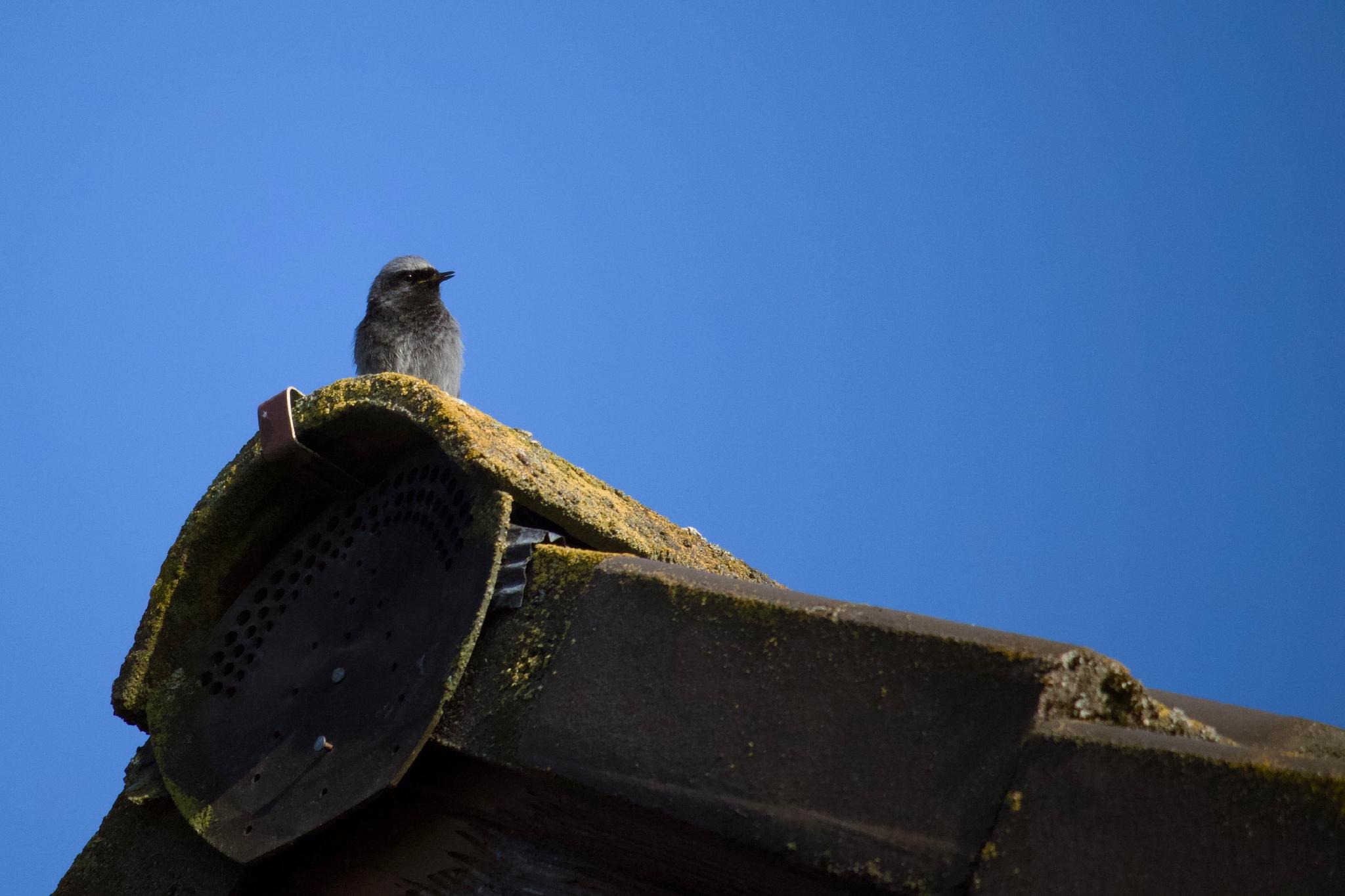 A black redstart perched on a moss-covered roof ridge against a clear blue sky