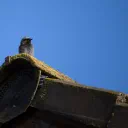 Redstart cover image