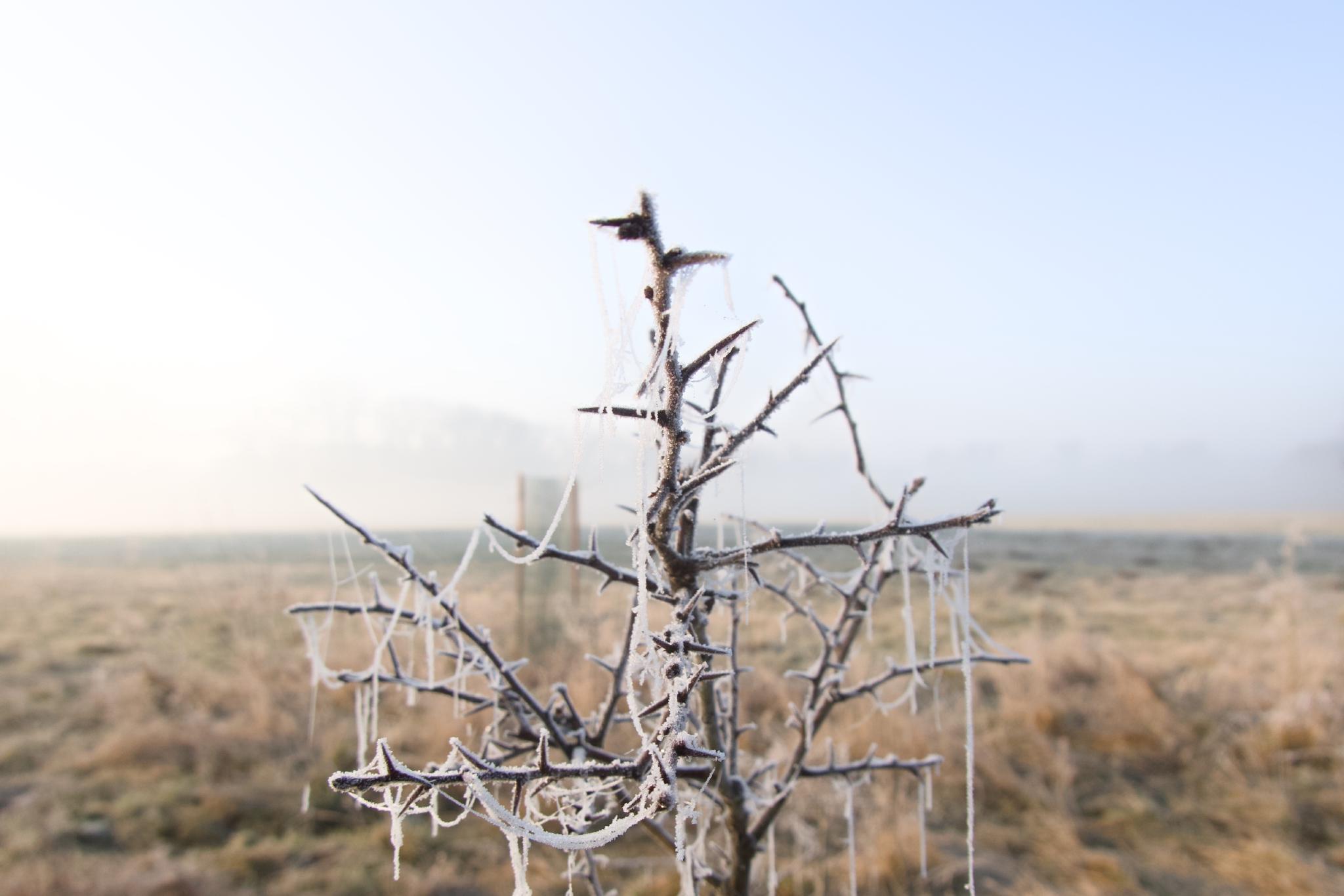 Frost-covered thorn bush in a misty winter landscape