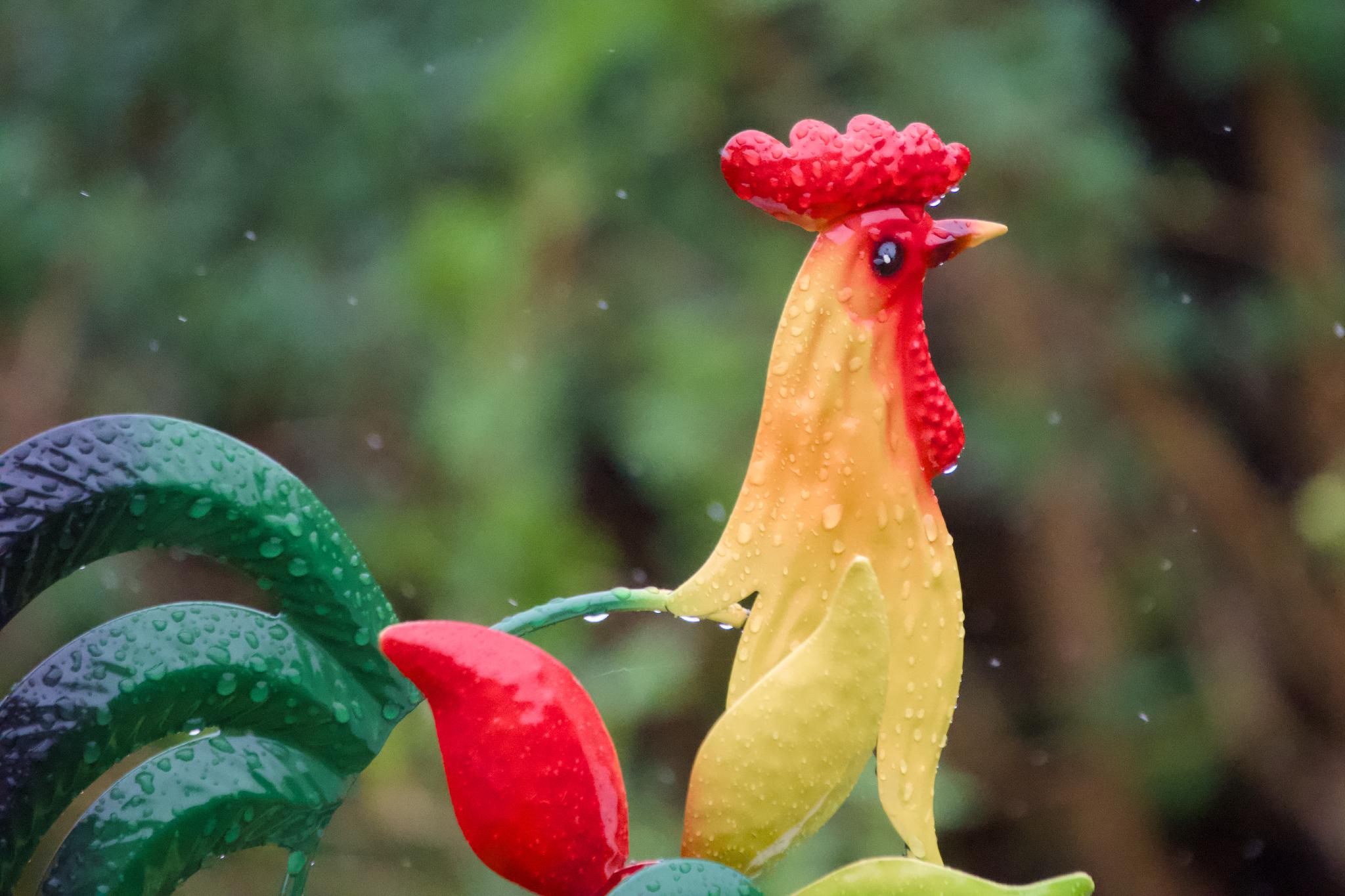 A colorful metal garden rooster with yellow body, red comb and green tail, covered in raindrops against a blurred green background