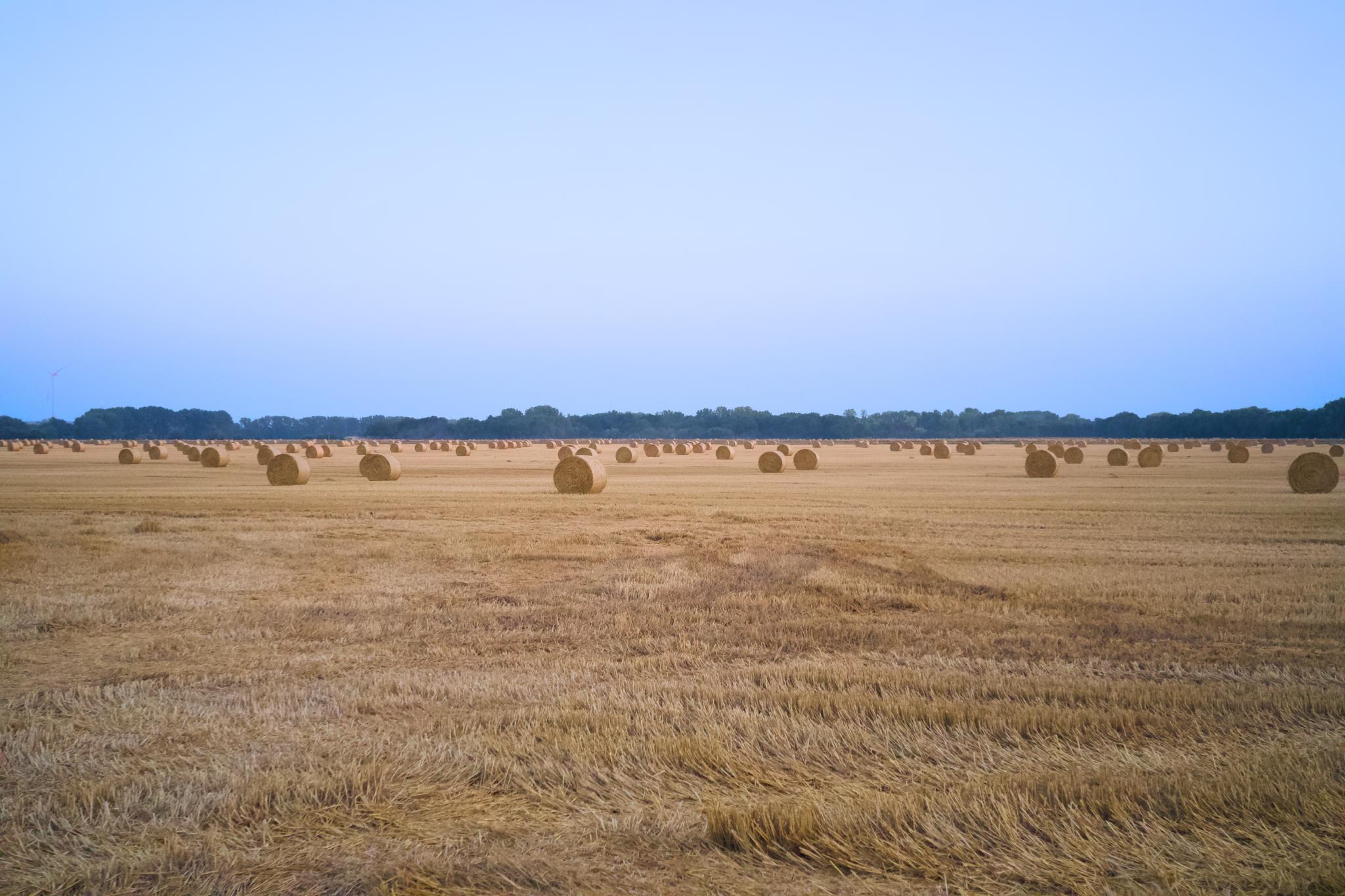 Harvested field with round straw bales at dusk