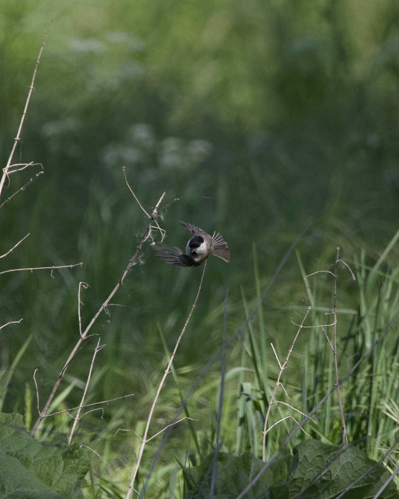 A small marsh tit in flight just above tall green grass and dried plant stems, wings spread mid-air, black cap and bib visible