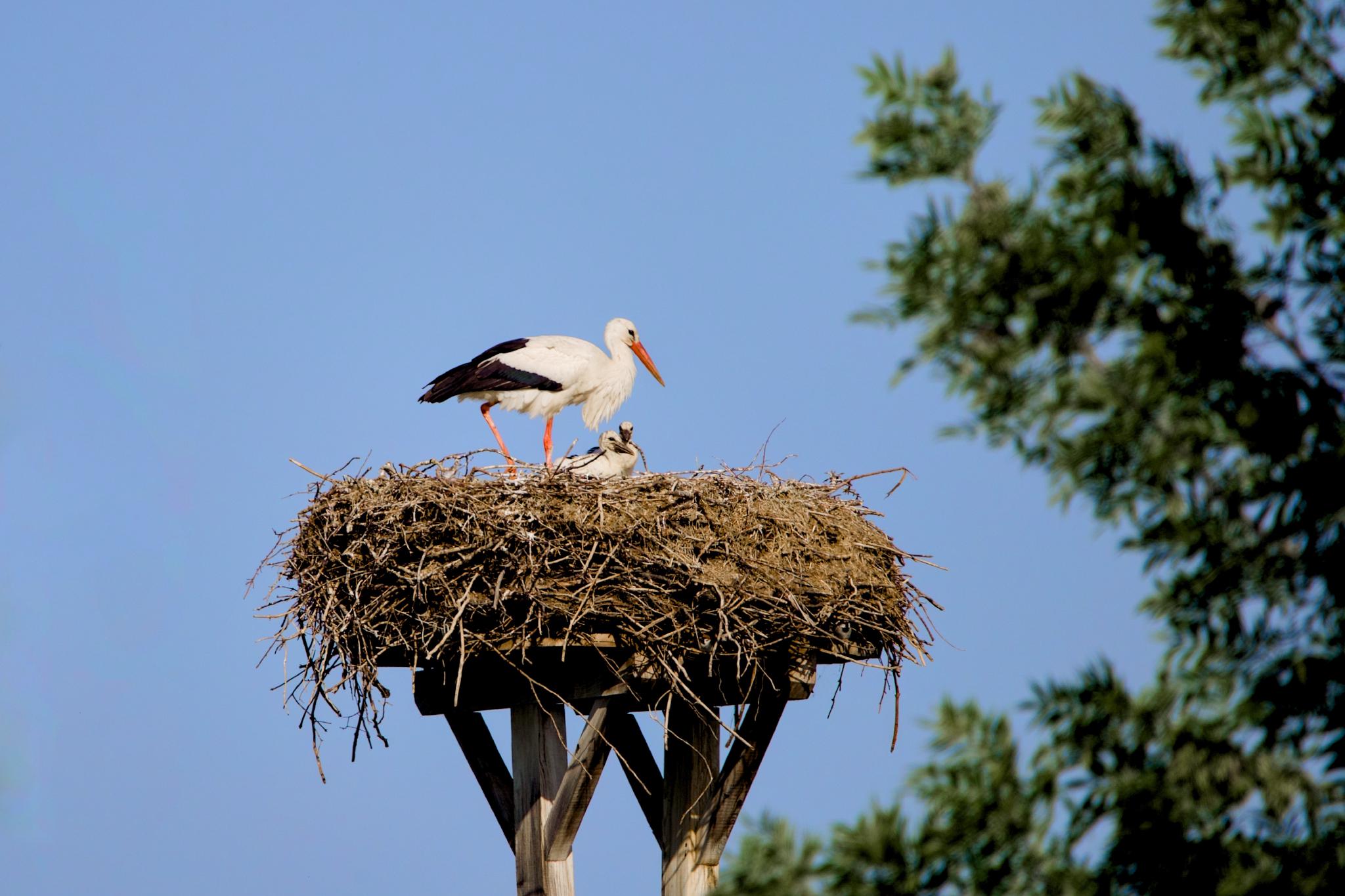 White stork on its nest beside a downy chick