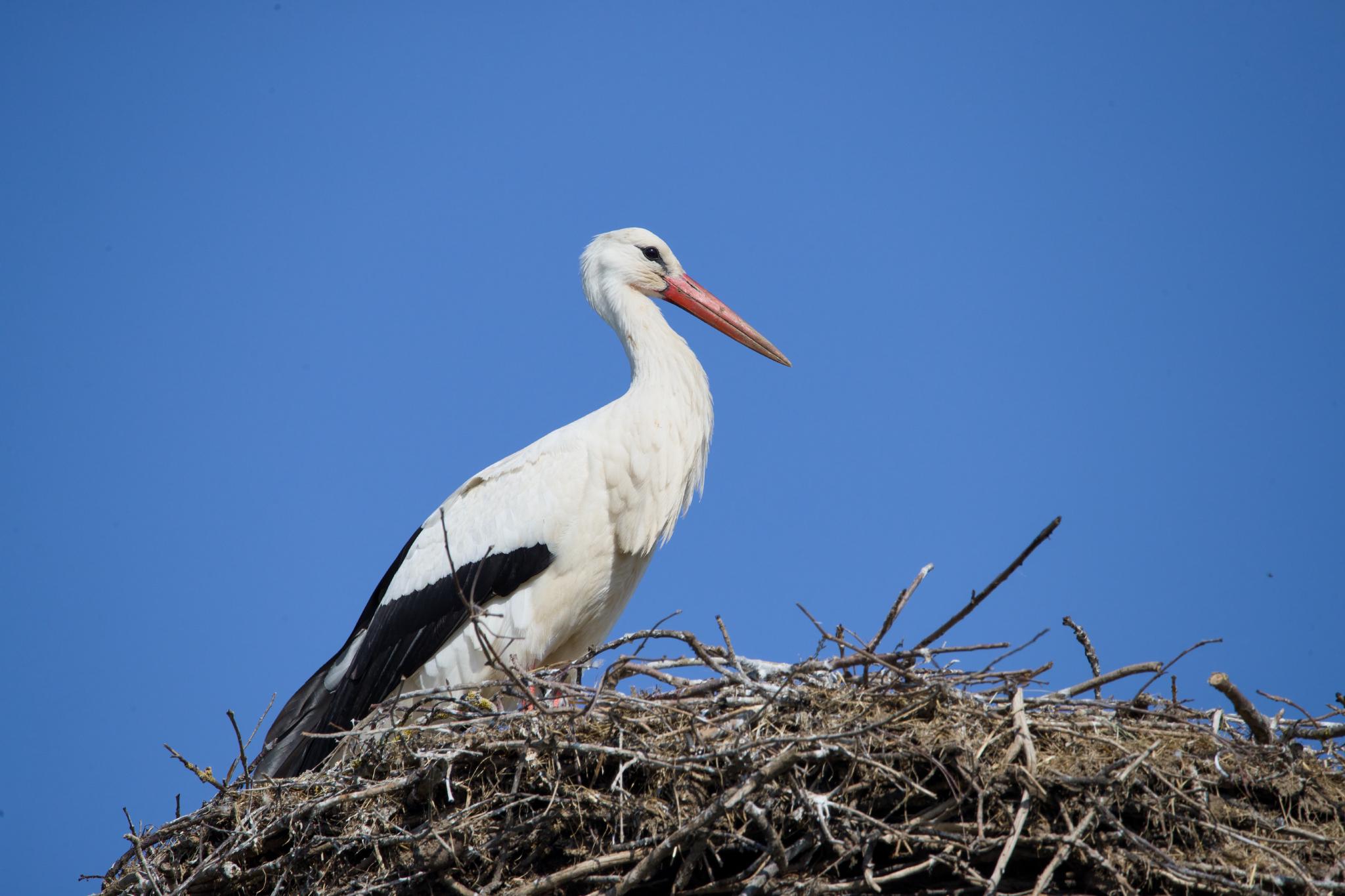 White stork in profile on its nest against a blue sky
