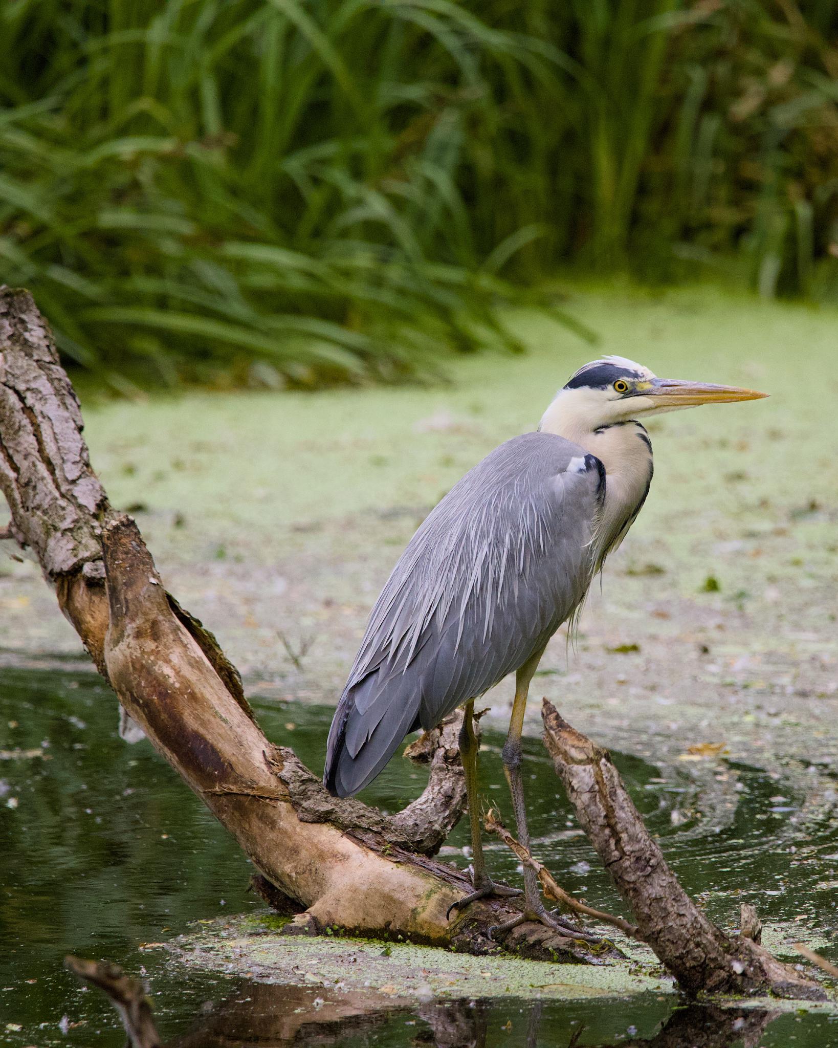 Grey heron standing on a fallen log over a duckweed-covered pond