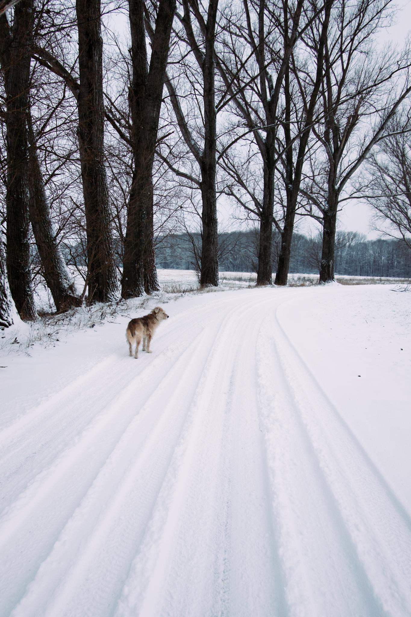 Fresh snow landscape