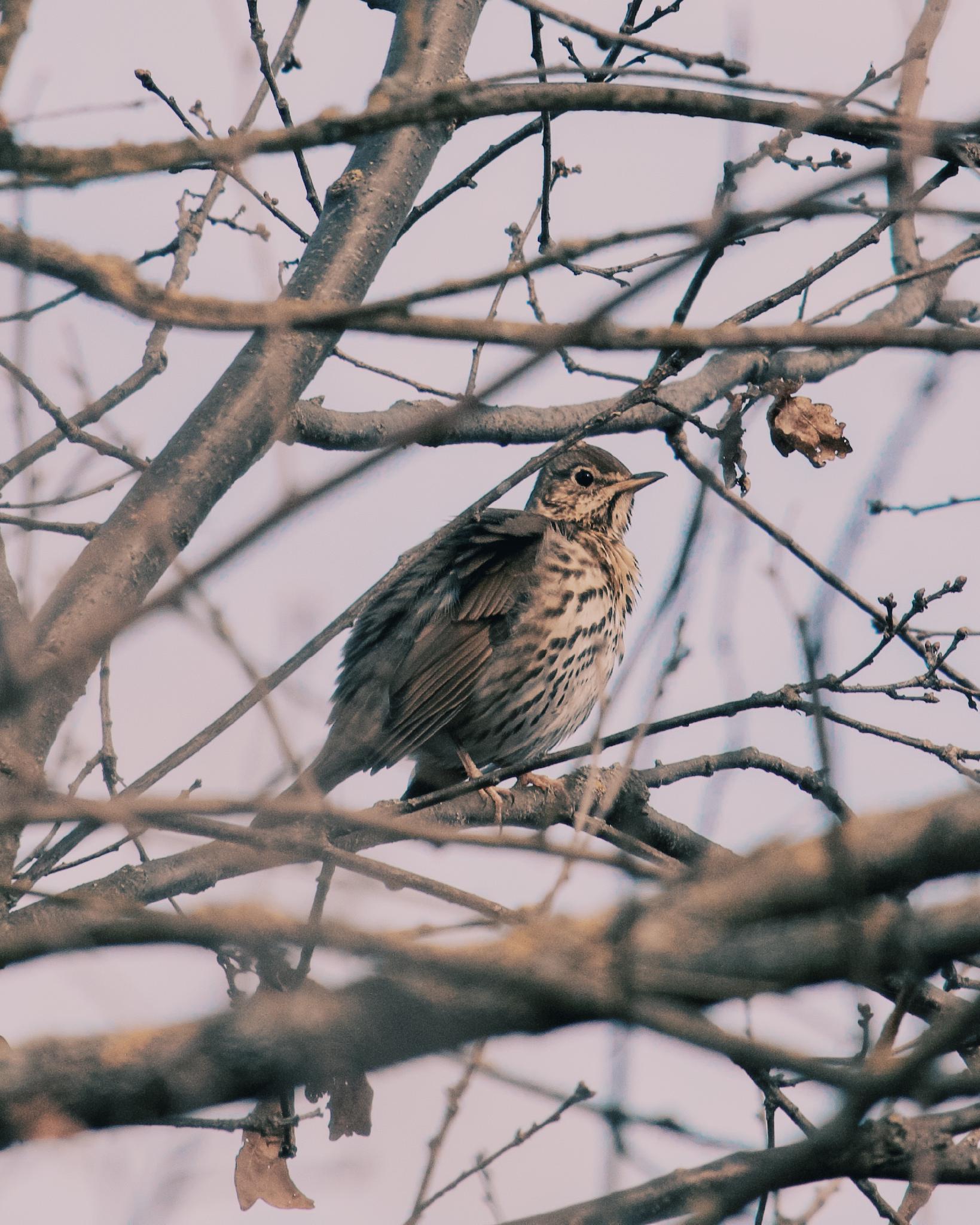 Song thrush