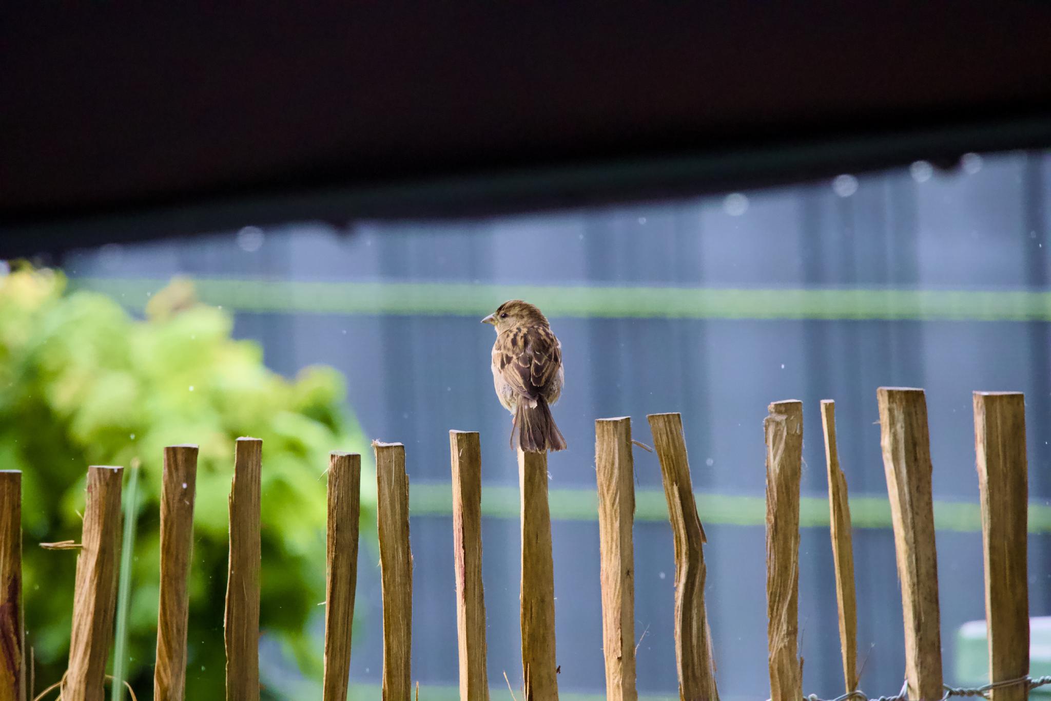 A house sparrow on a rustic wooden picket fence with raindrops in the air and a green garden behind