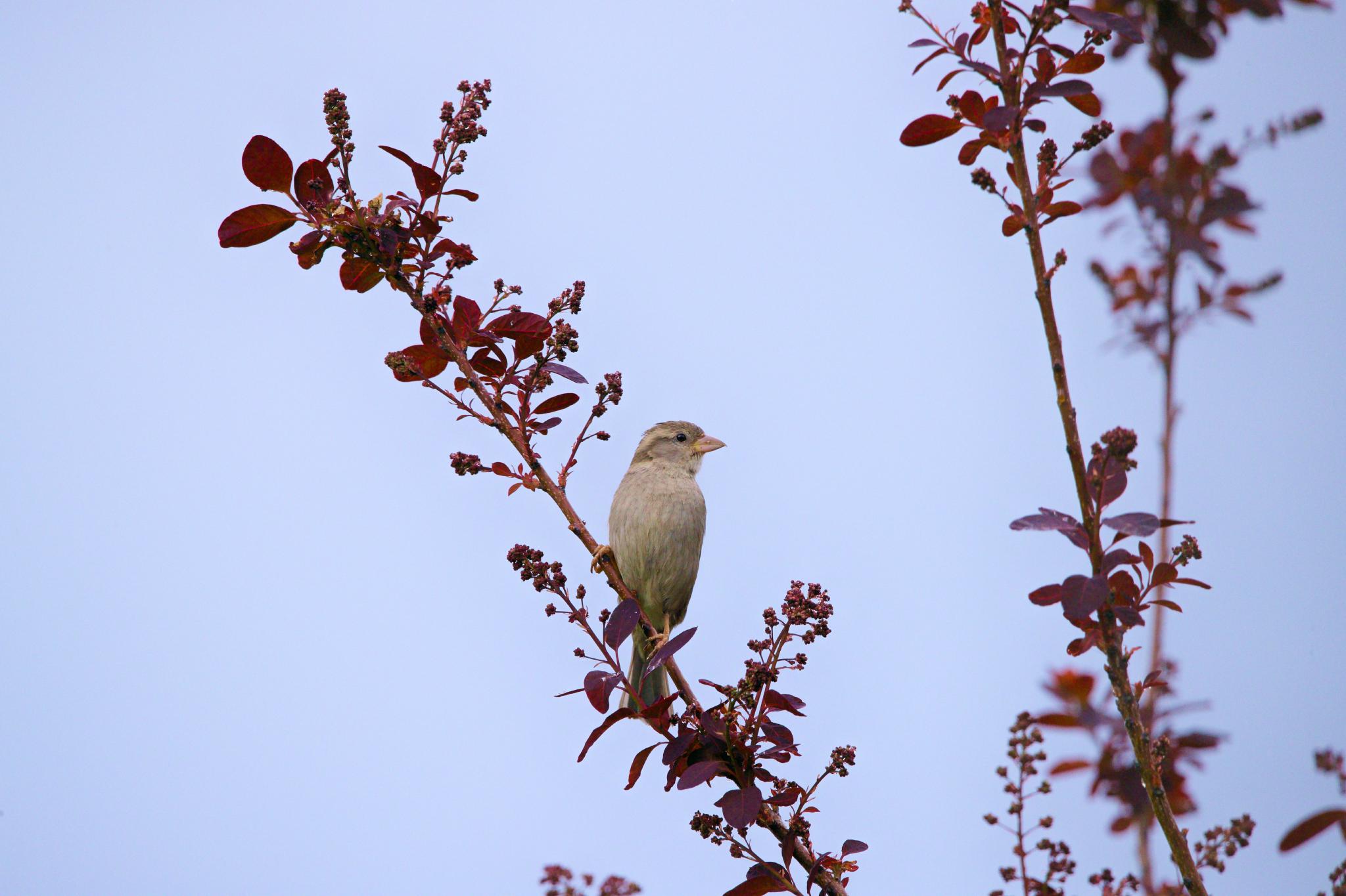 A house sparrow perched on a reddish barberry branch against a soft blue sky