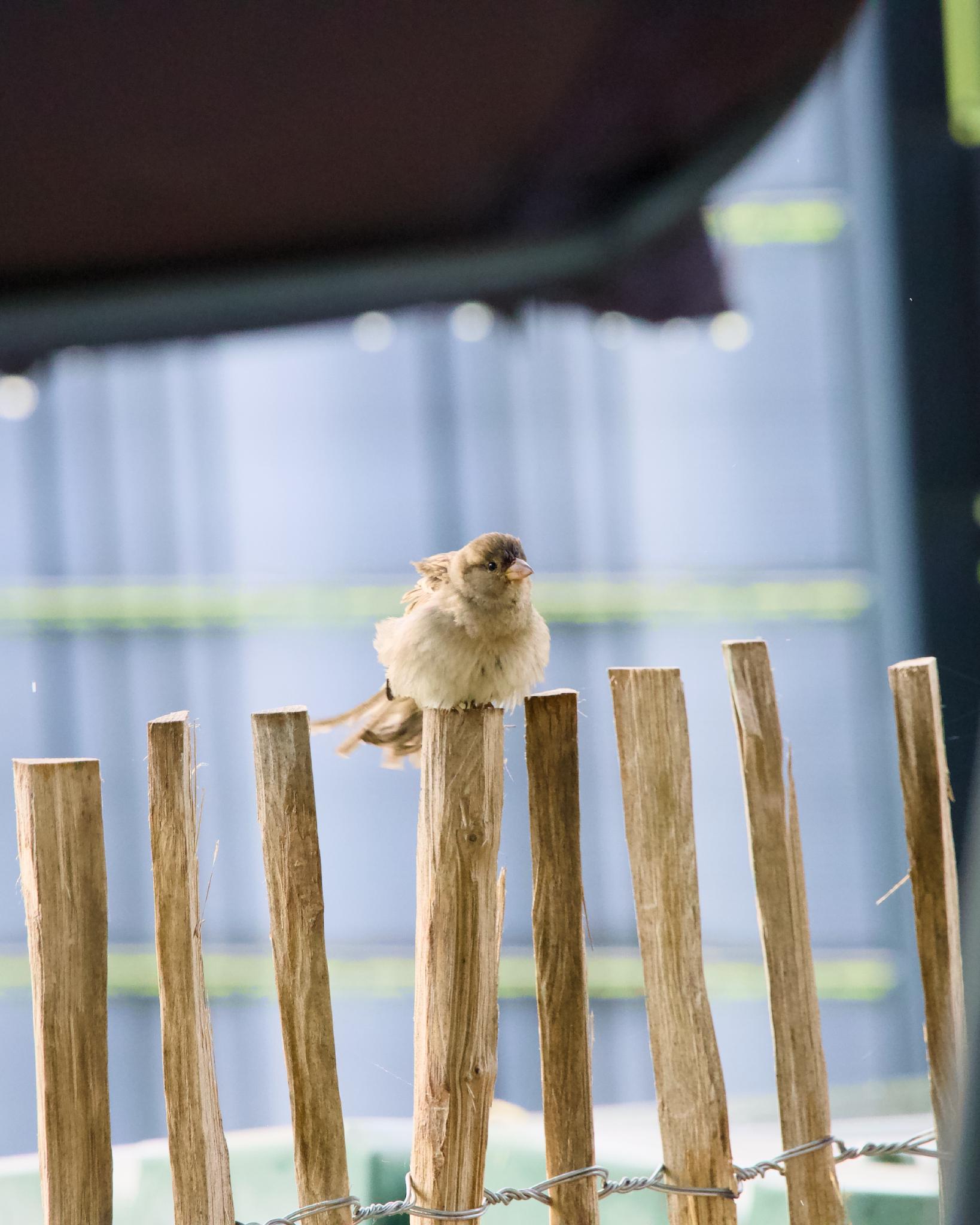 A fluffed-up house sparrow perched on a wooden picket fence, feathers puffed out