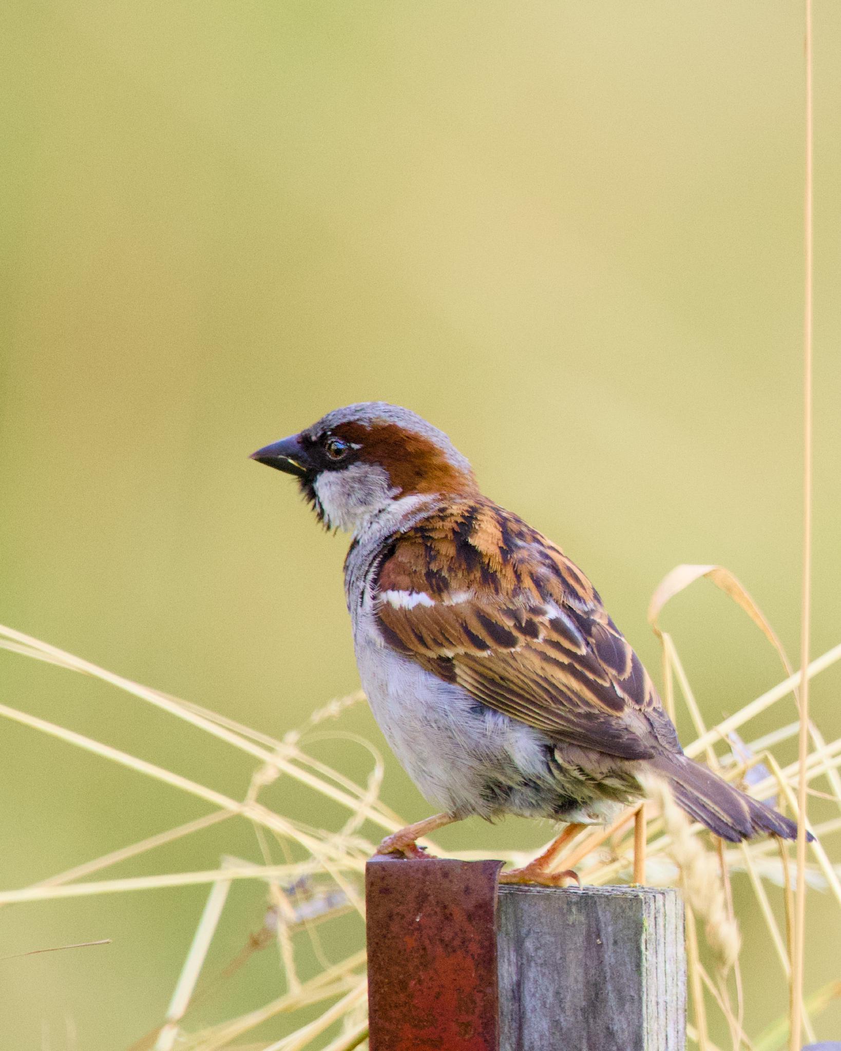 Male house sparrow perched on a fence post