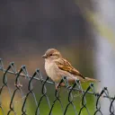 Sparrows cover image