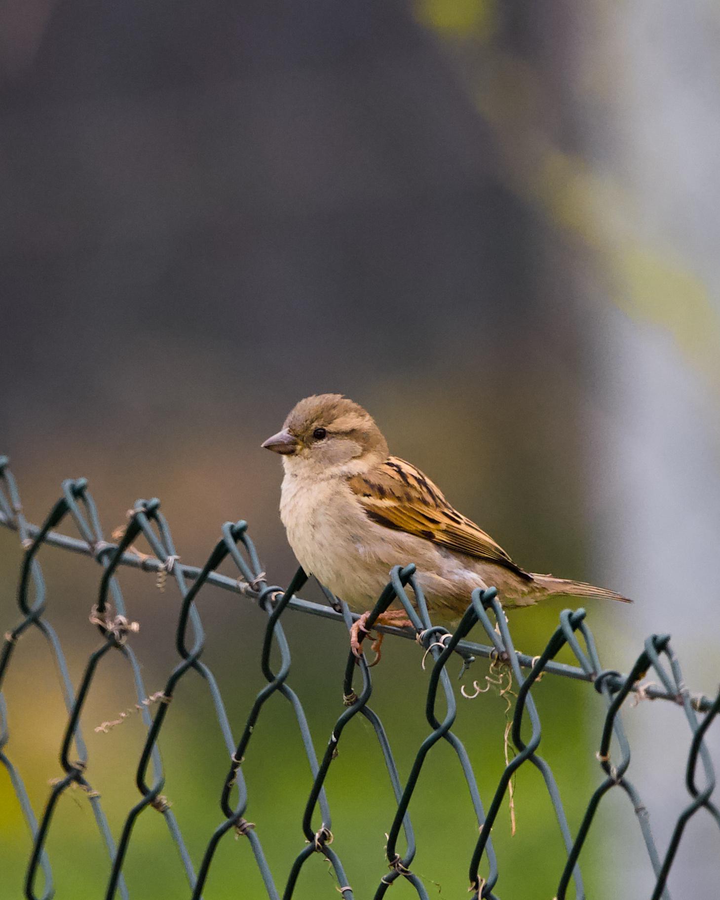 A female house sparrow perched on a green chain link fence, soft bokeh background of muted browns and greens
