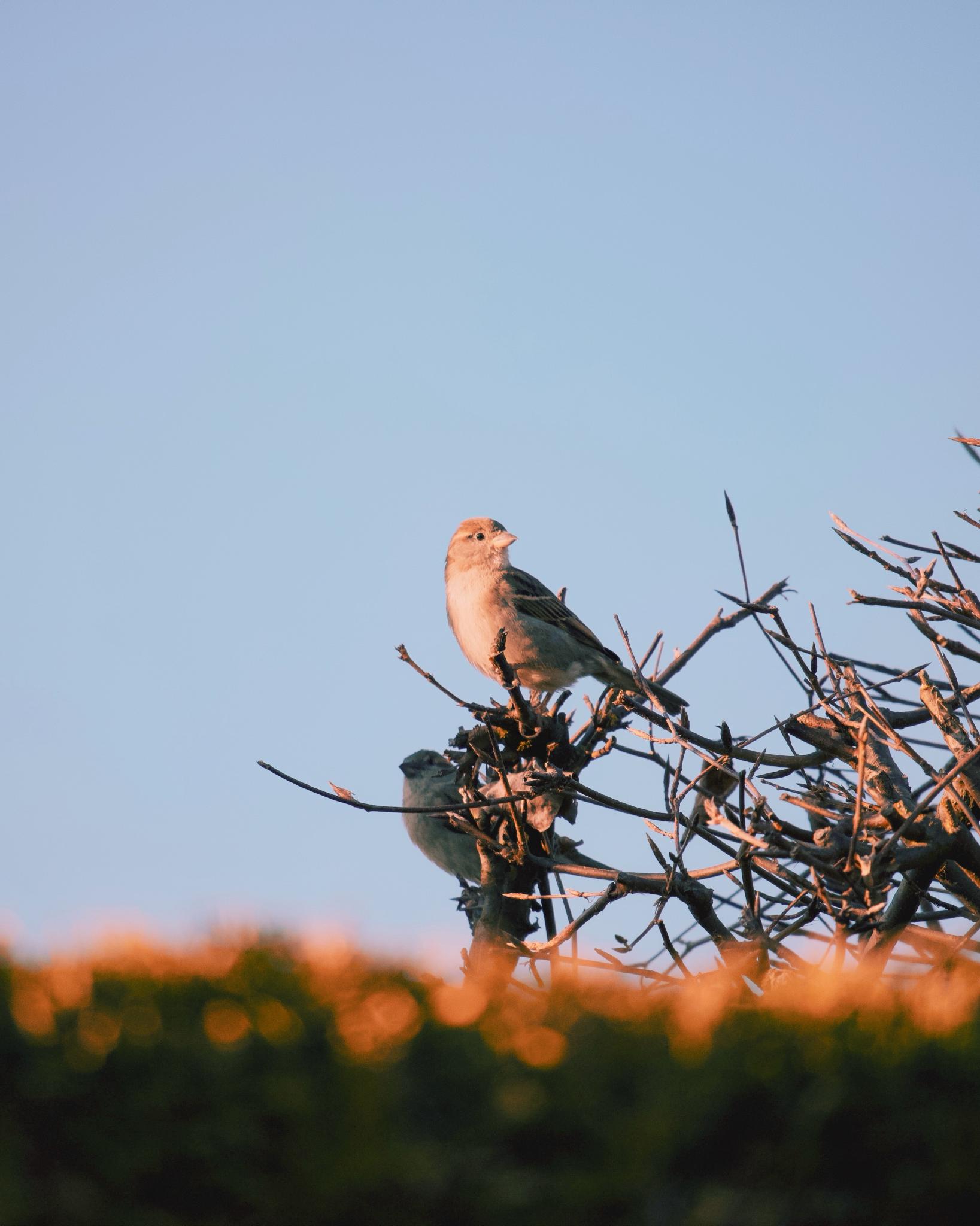 Two sparrows perched on thorny branches in golden evening light