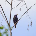 Starling cover image