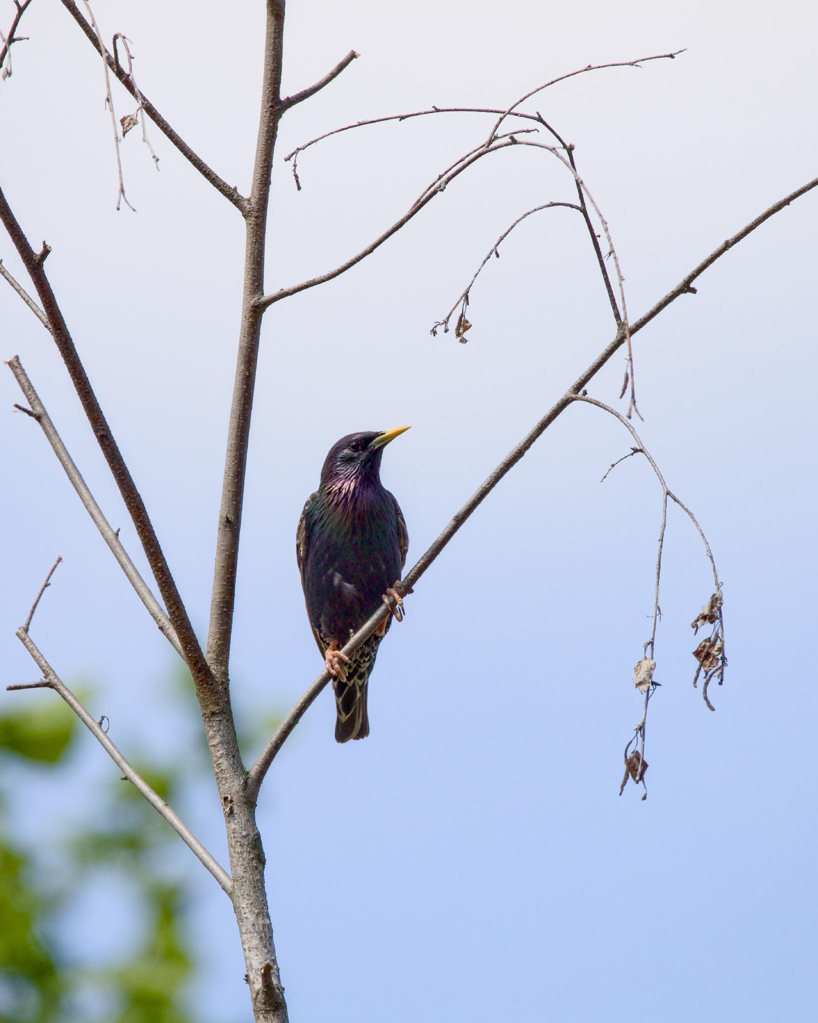 Starling perched among the bare twigs of a small tree