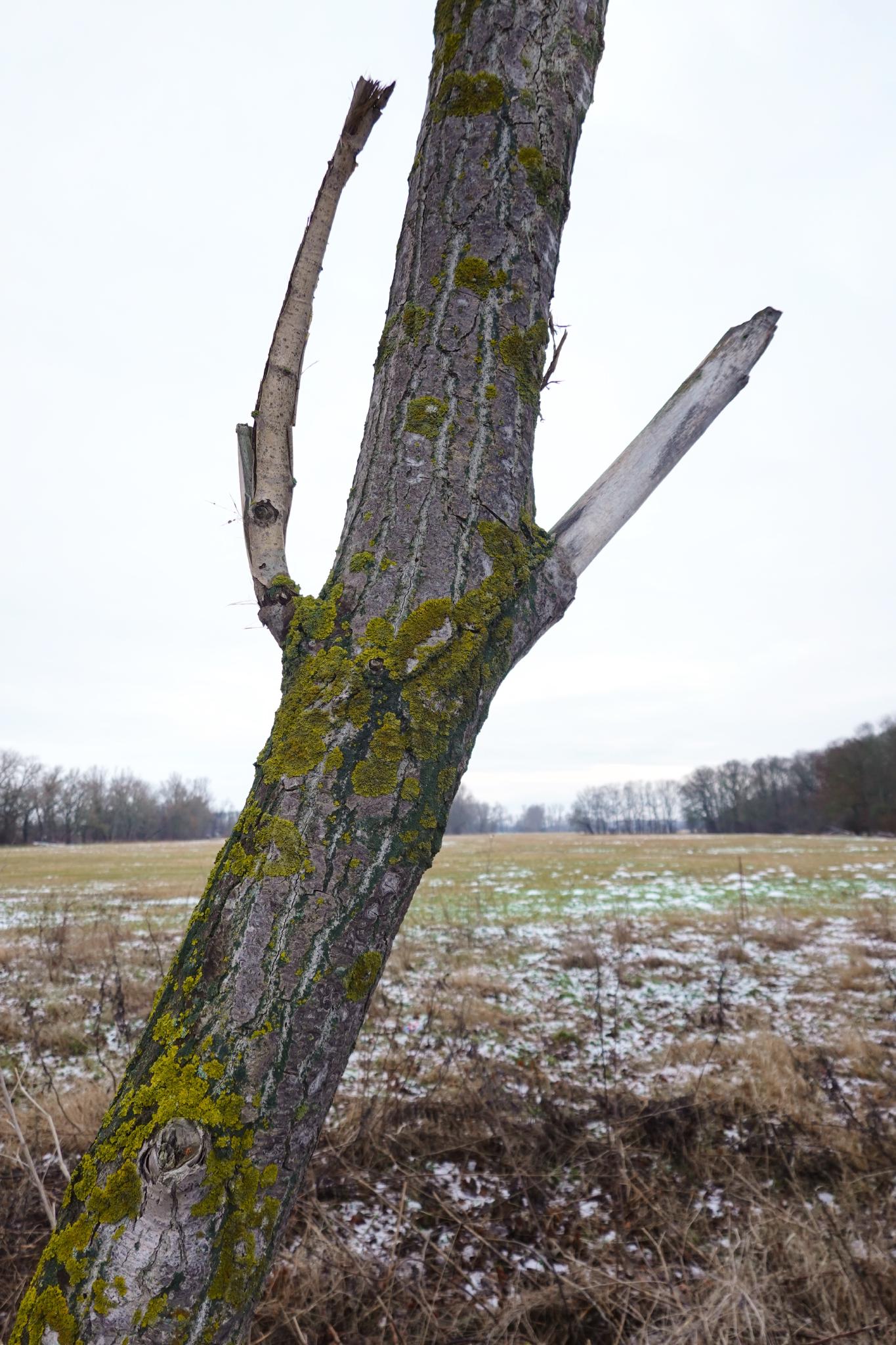 Old tree stump next to the agriculture road out of town.