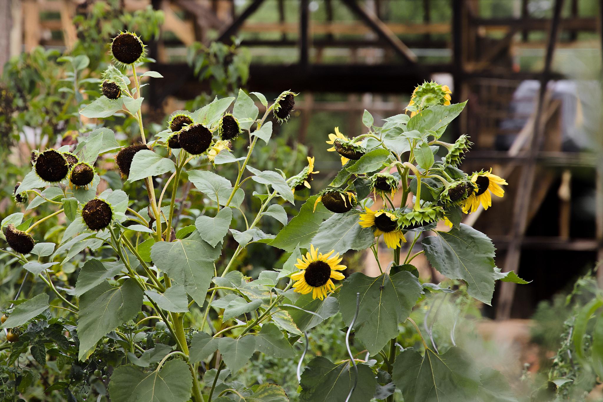 Sunflowers in a garden, most heads already spent, a few still in bloom