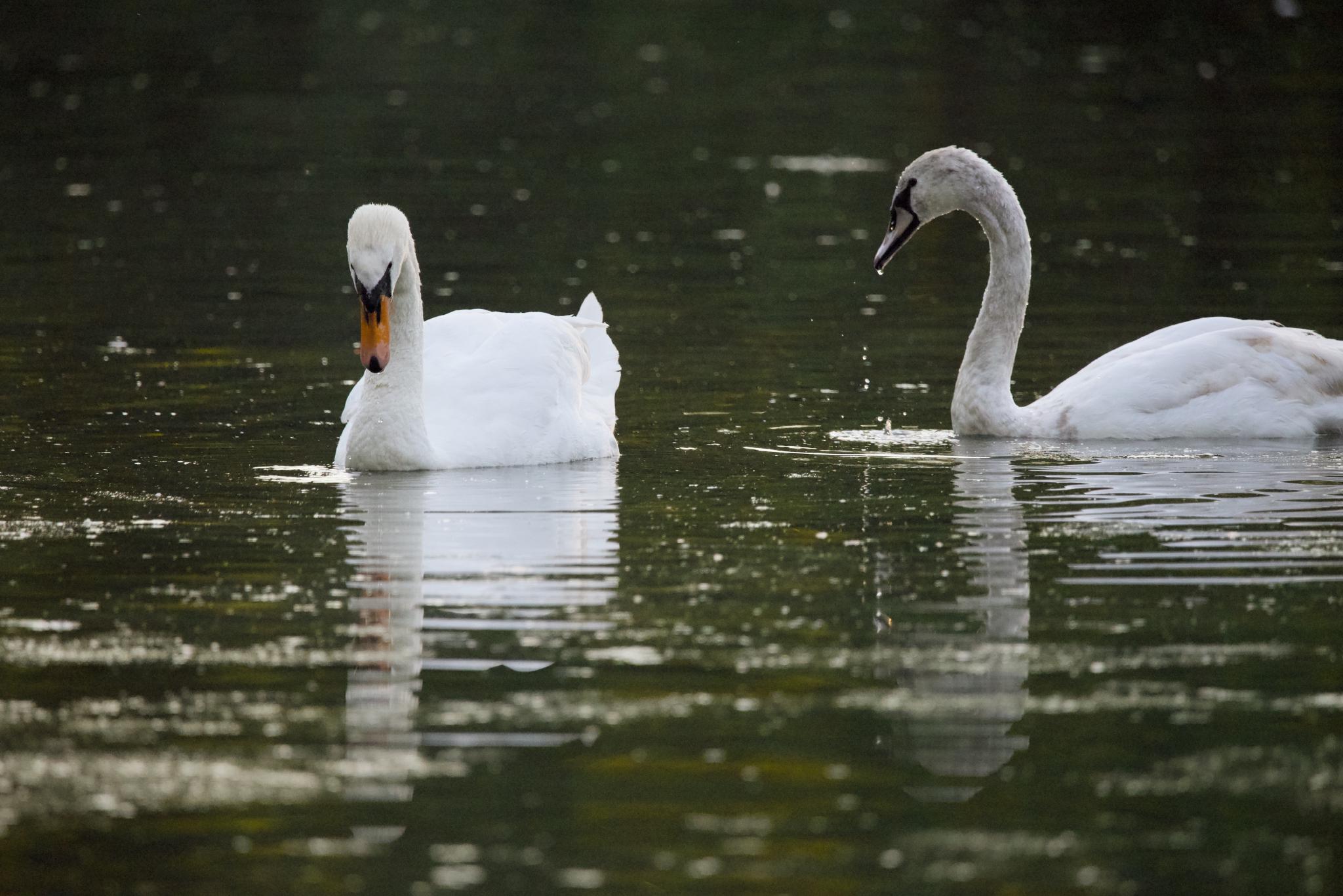 Two mute swans facing each other on a pond at dusk