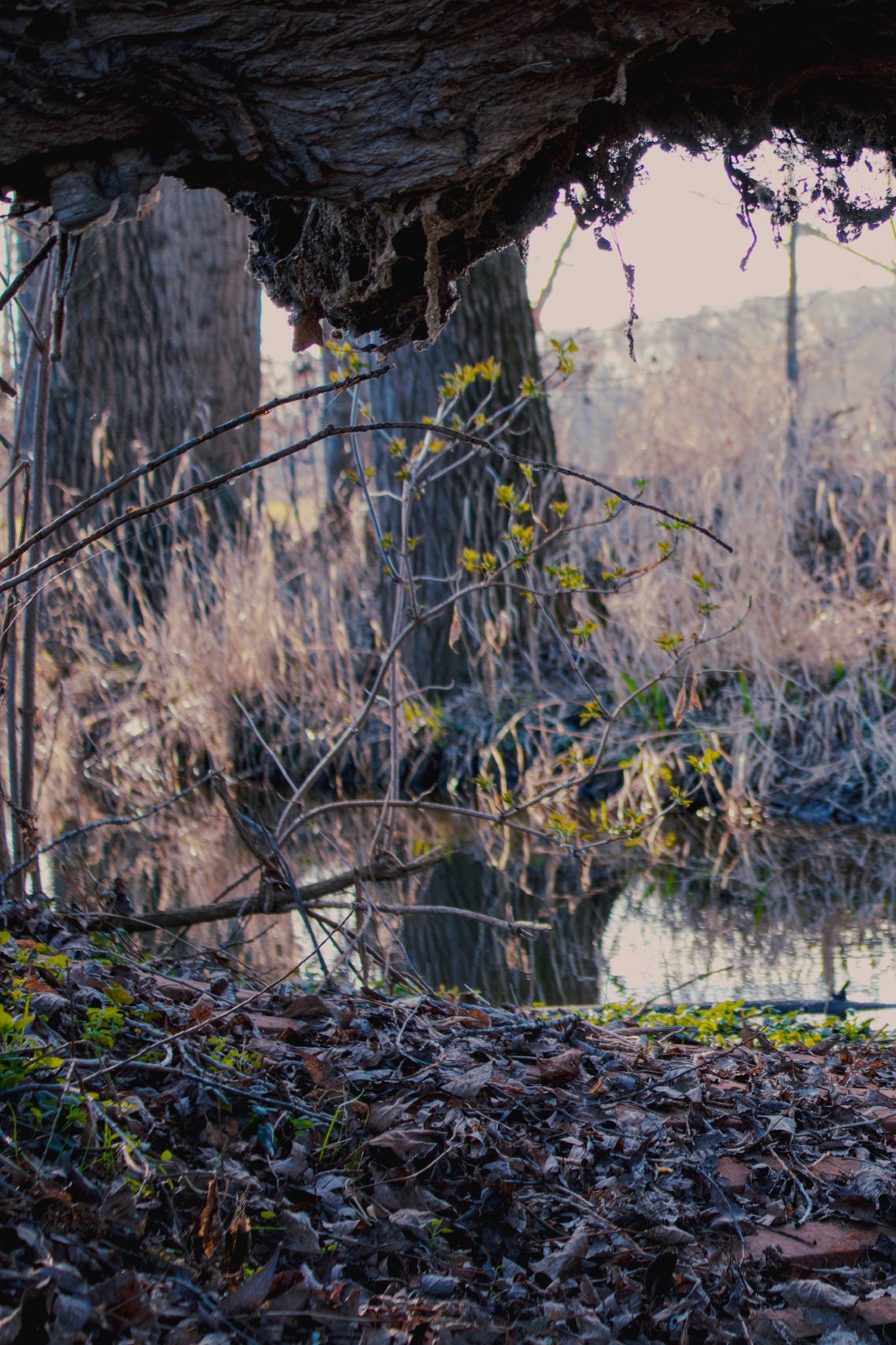 Tilian's favourite spot in the forest