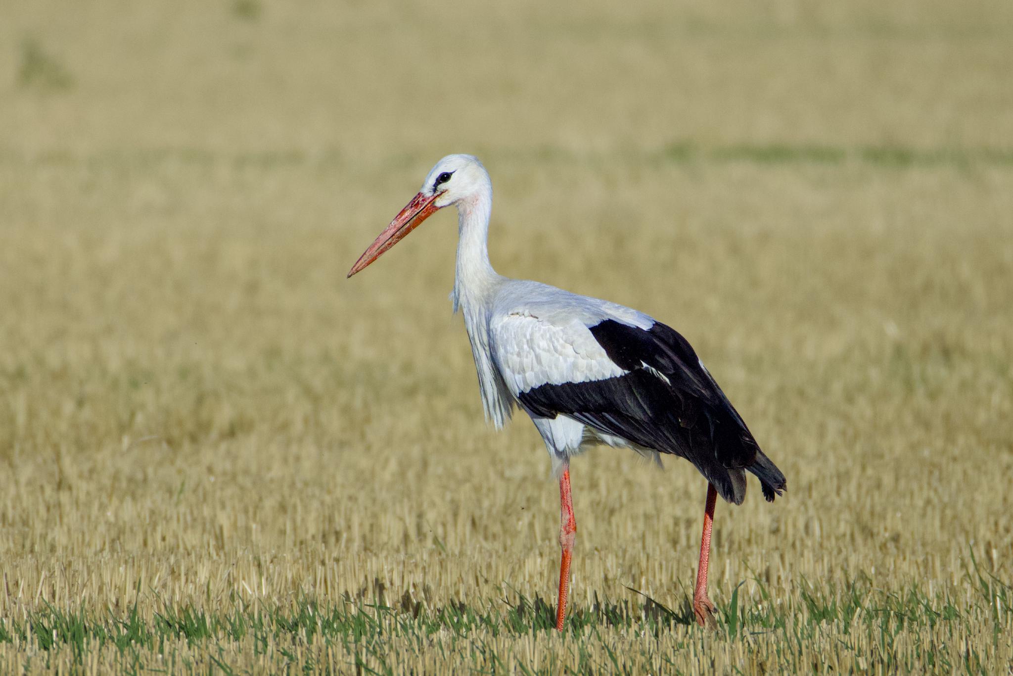 White stork on a stubble field