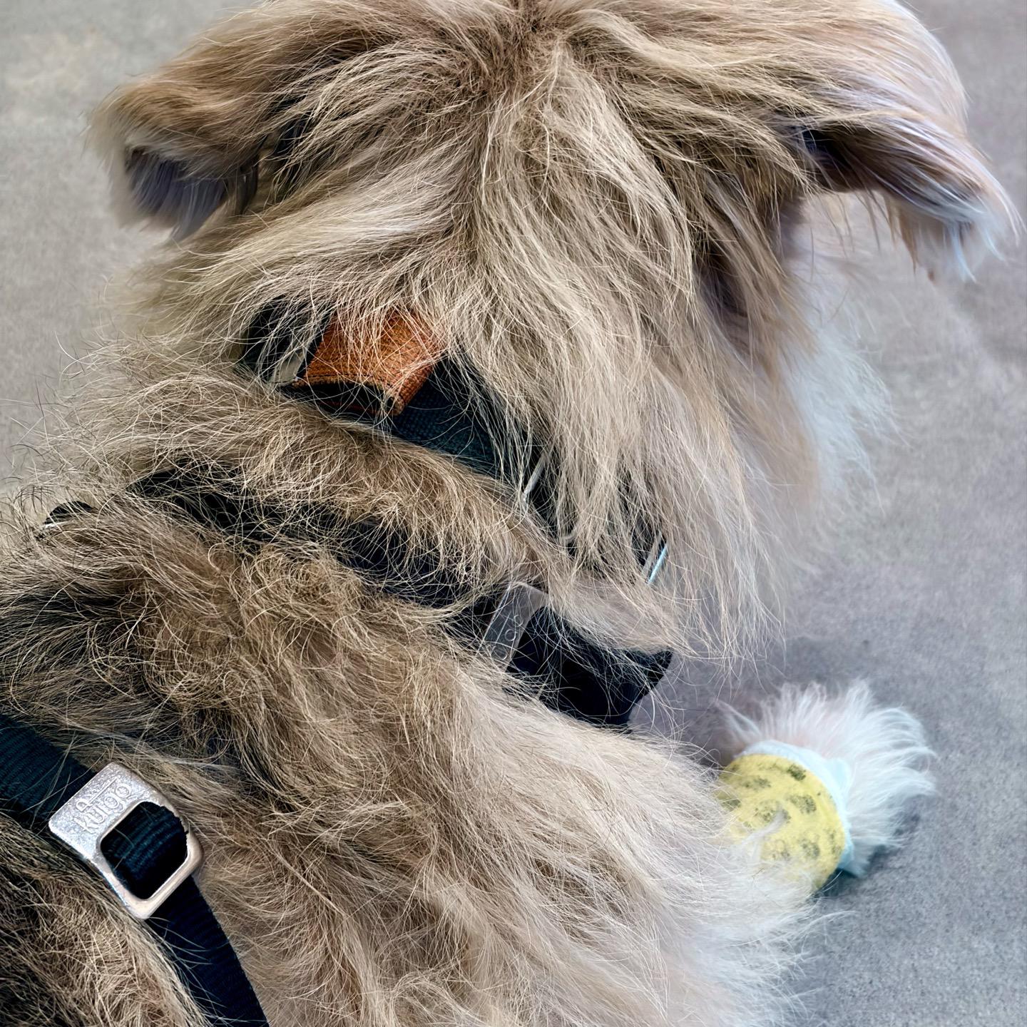 Aika the dog at the vet