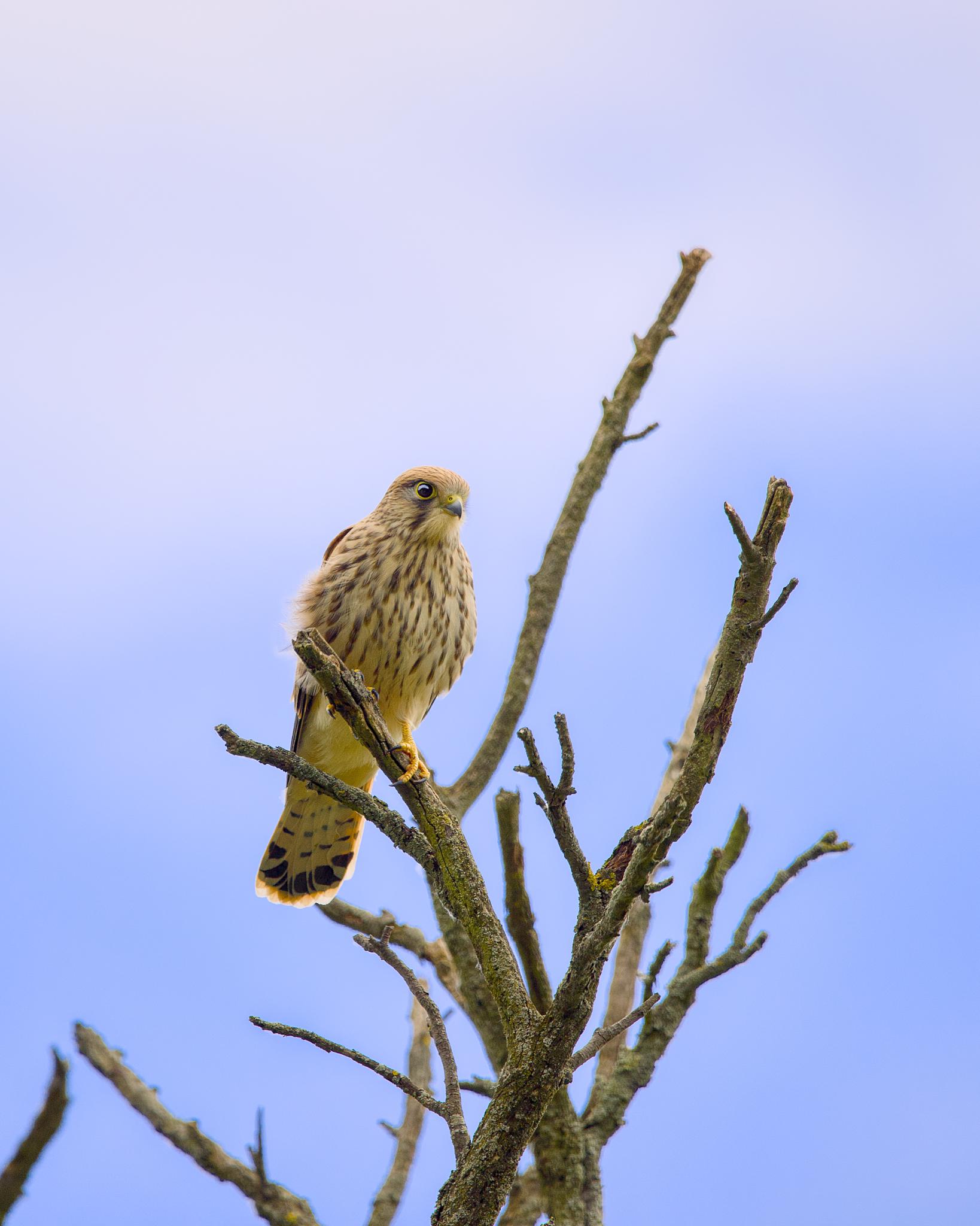 Common kestrel perched on a bare branch against a blue sky