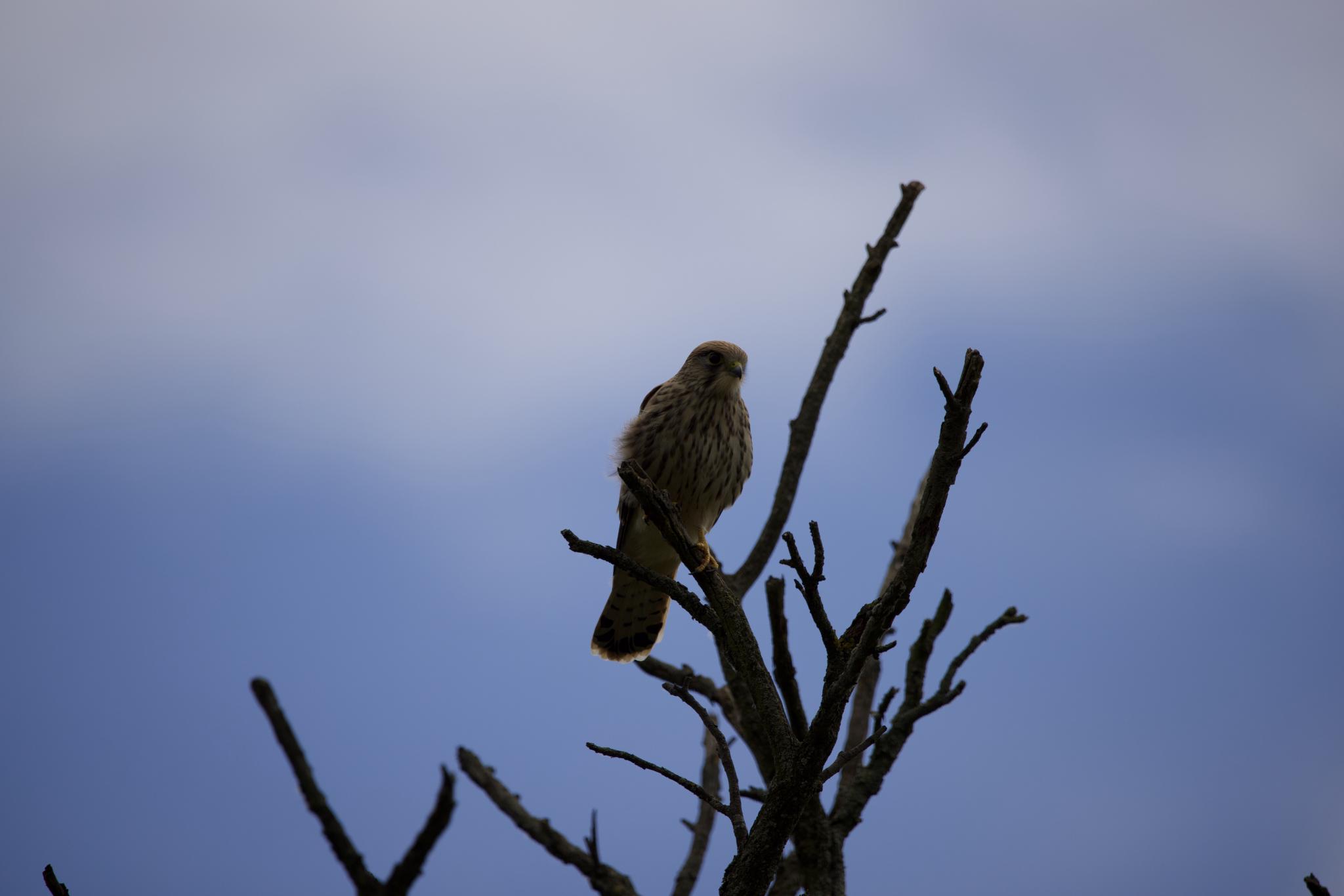 Unedited source frame of the kestrel, small in a dim overcast sky
