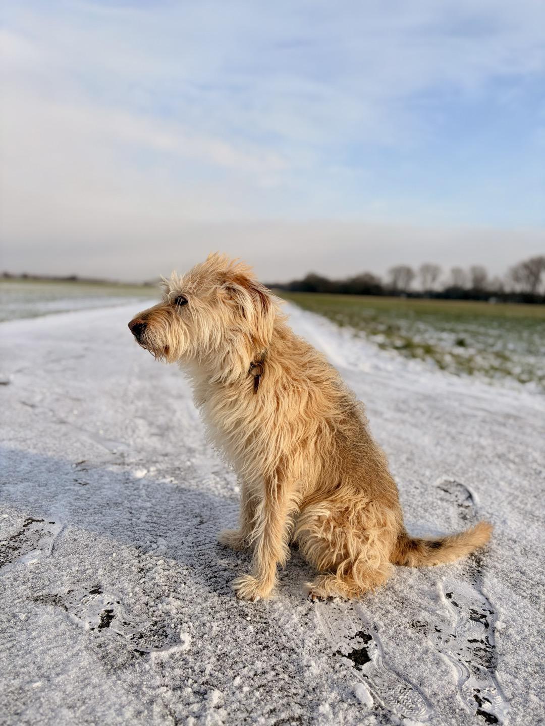 Aika on the winter walk