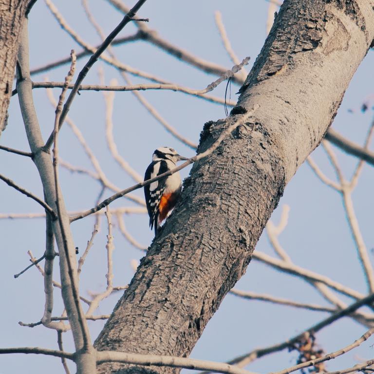 Photo from Buntspecht