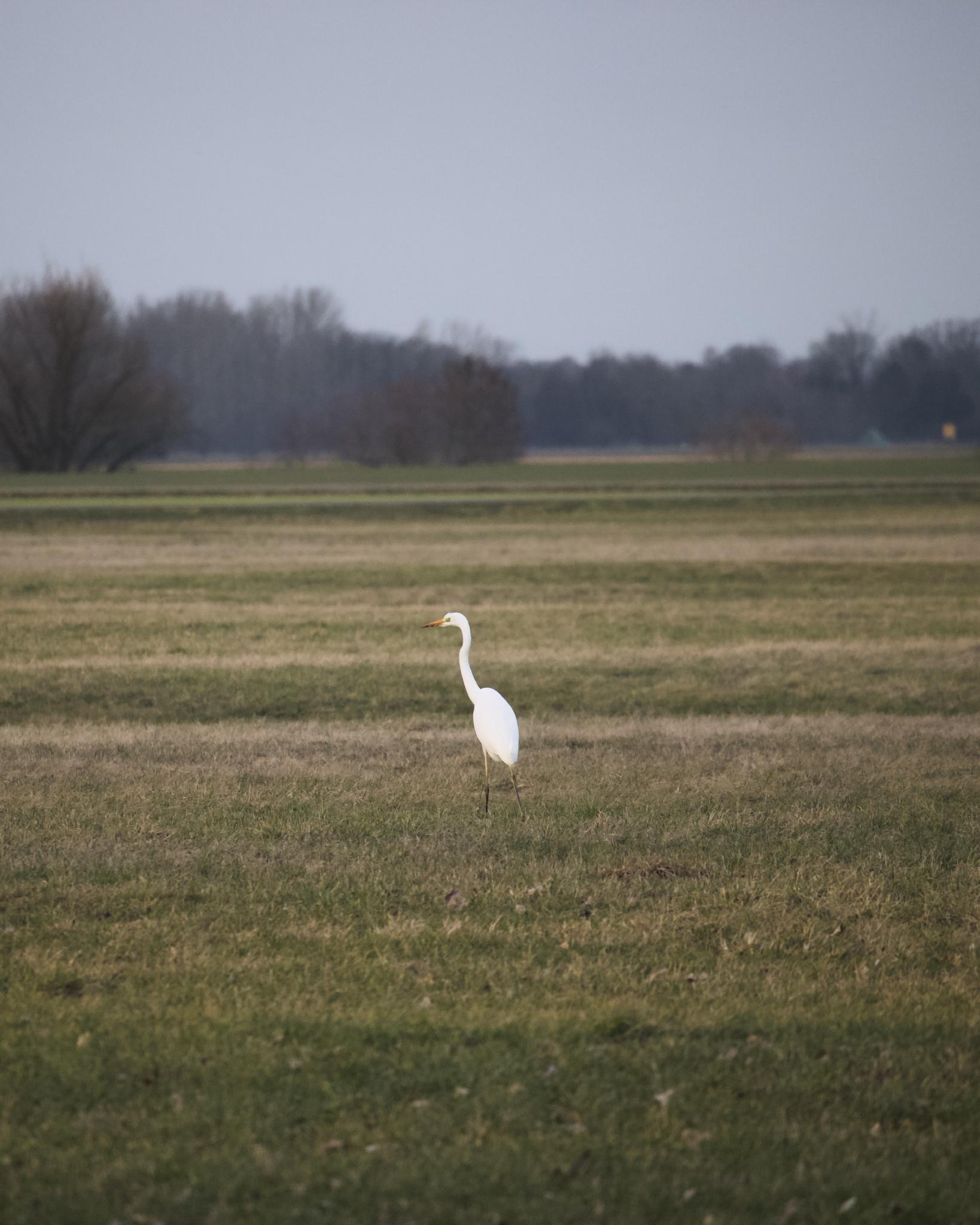 Great egret on the meadow