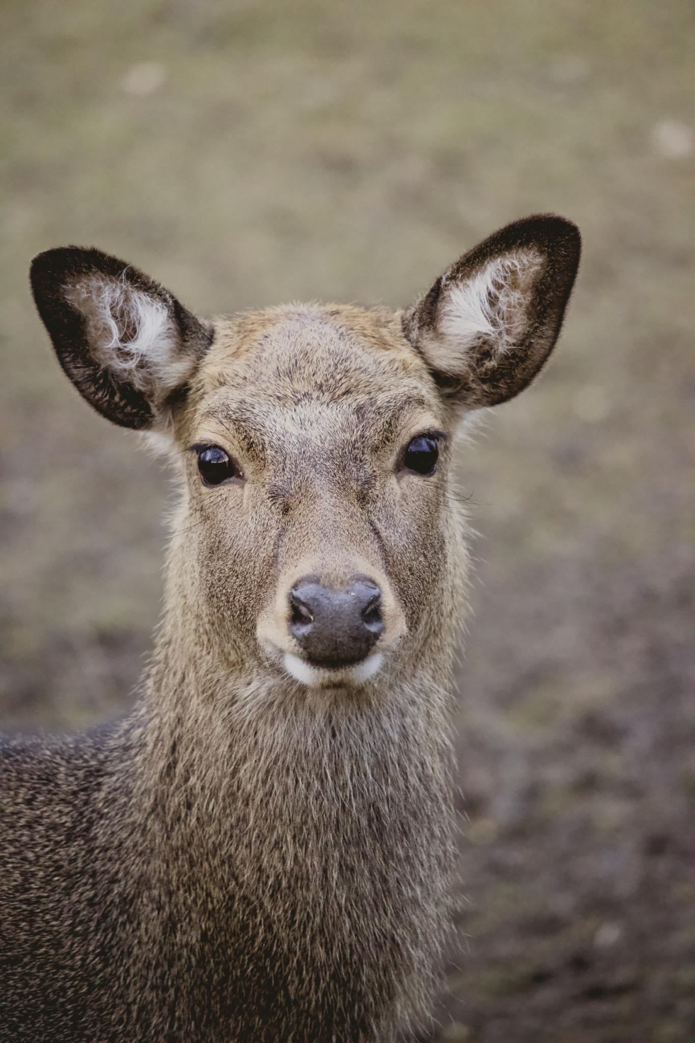 Young doe looking at the camera