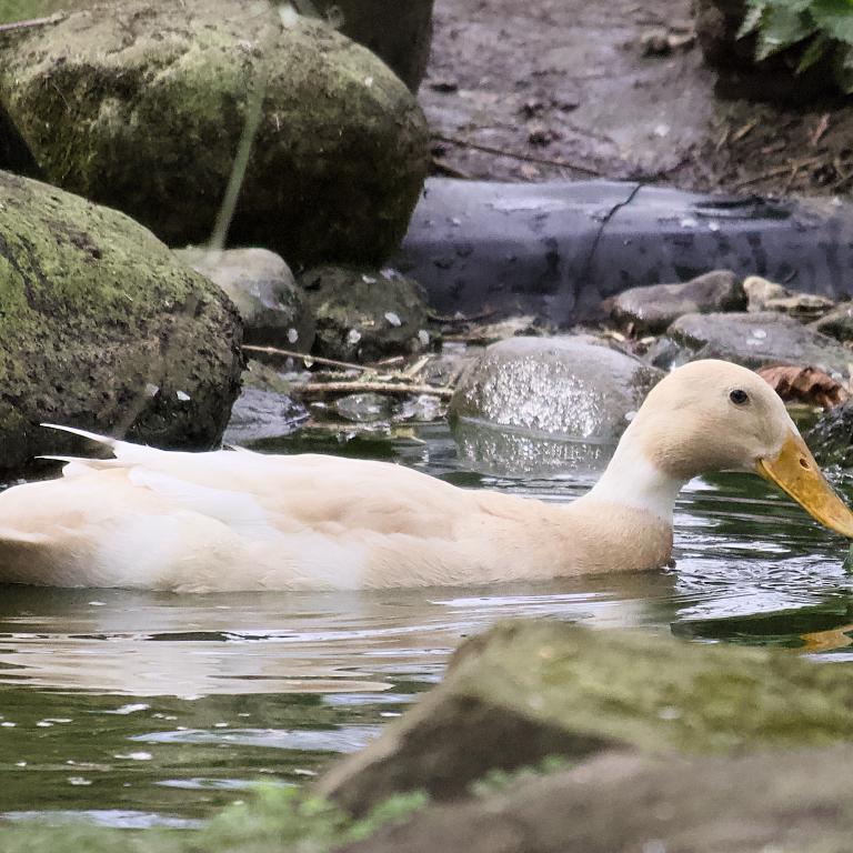 Photo from Duck