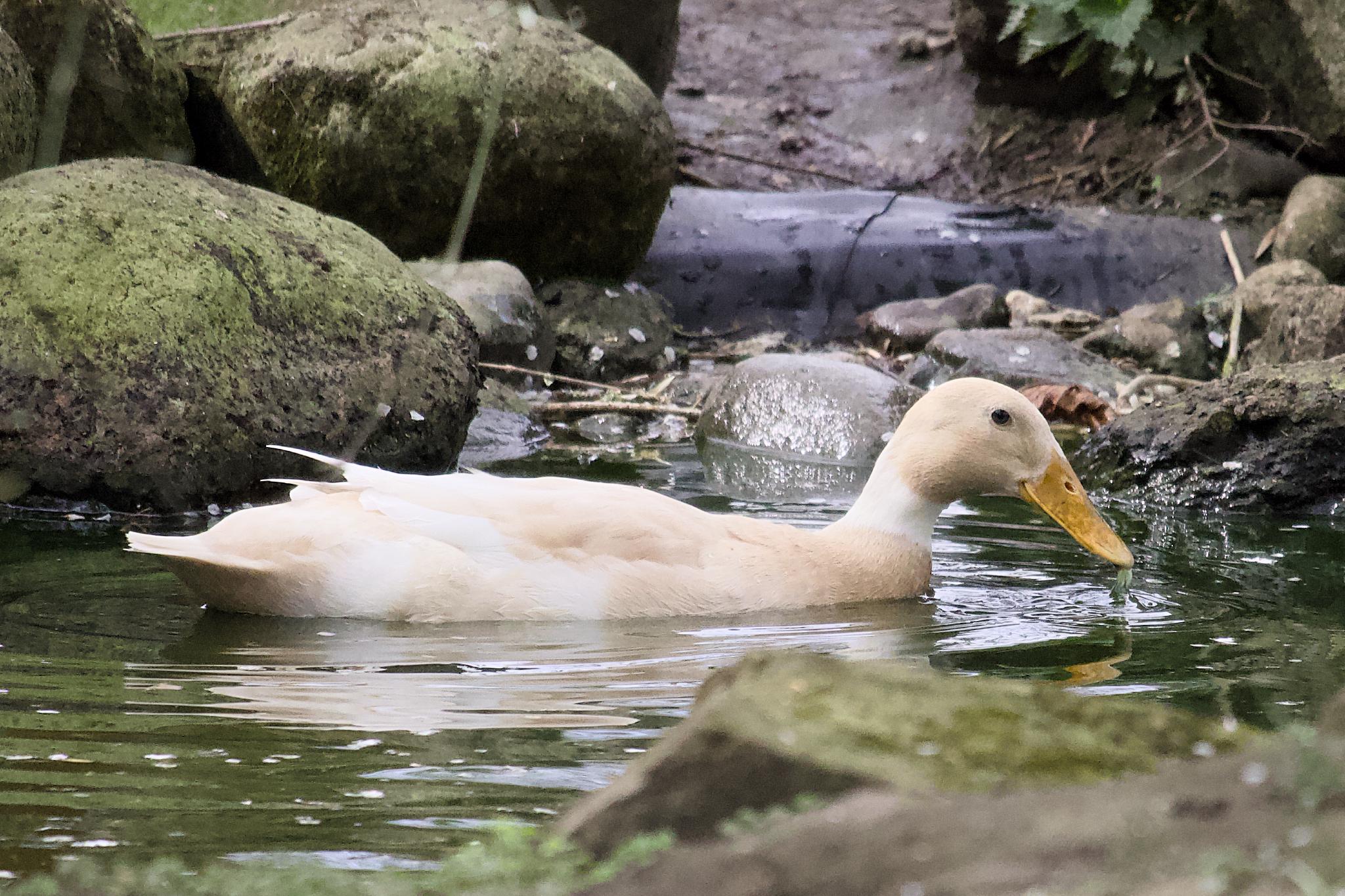 A pale domestic duck swimming in a rocky pond