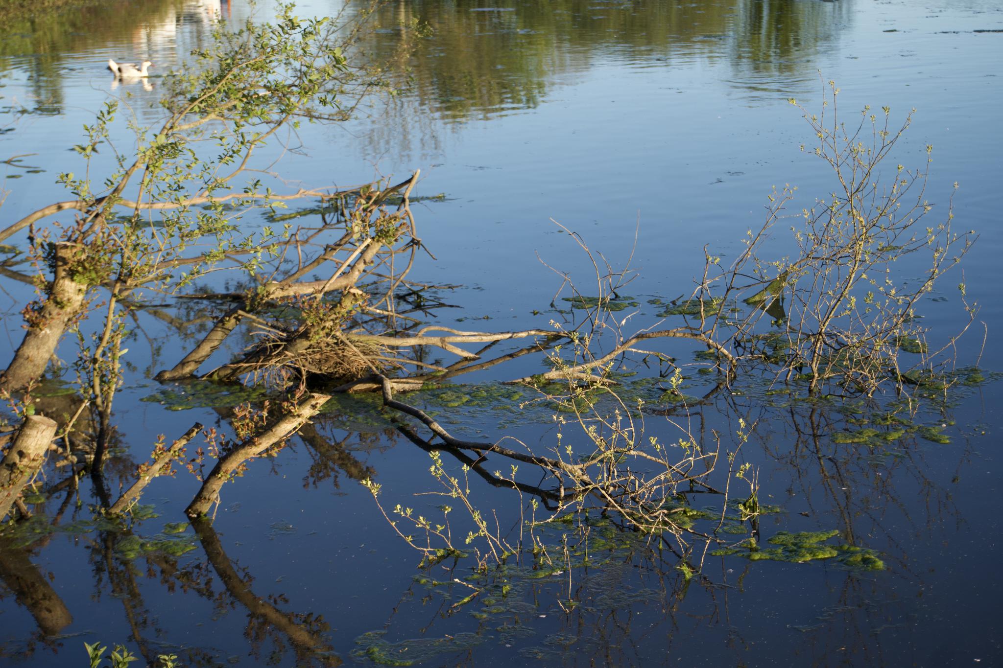 Fallen willow branches half-submerged in a still pond, with a pair of swans in the distance and the water reflecting the blue sky