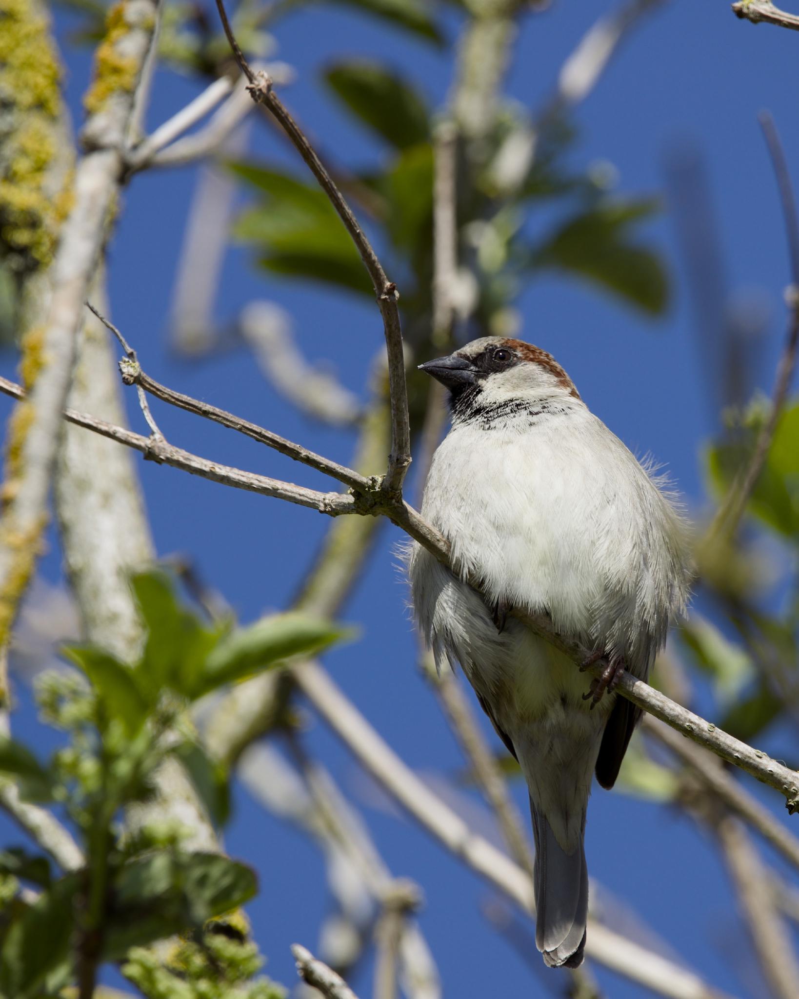 A male house sparrow perched on a thin branch among lichen-covered twigs against a bright blue sky