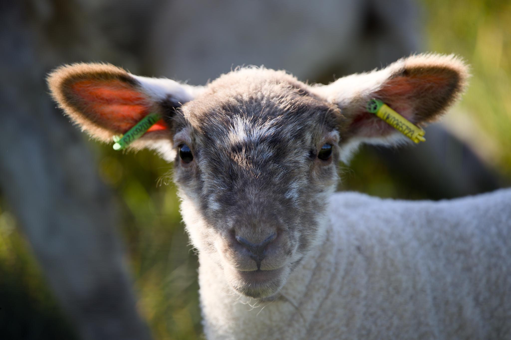 Close-up portrait of a young lamb with grey face and large pink-lined ears, green ear tags, looking directly into the camera