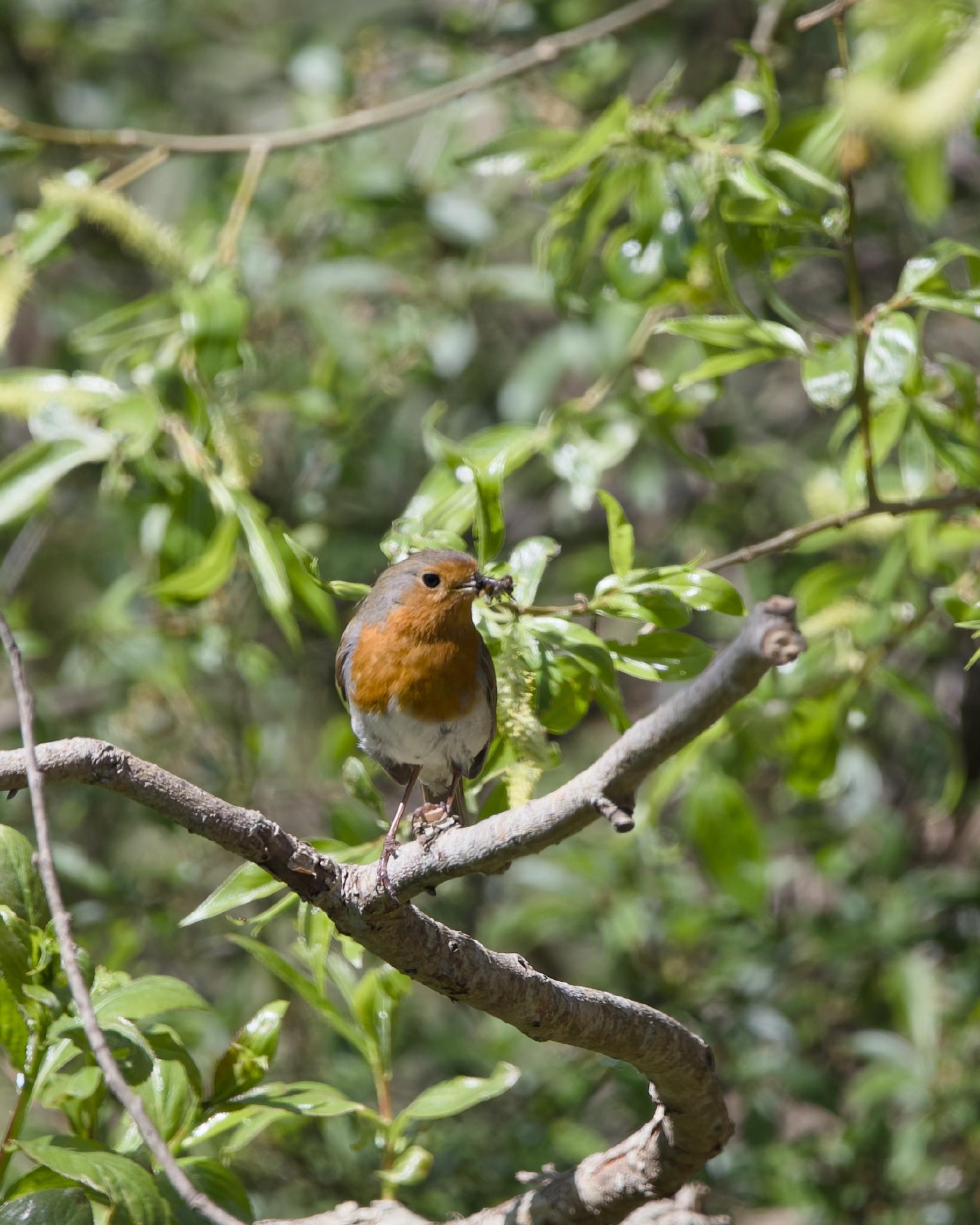 A European robin perched on a branch among fresh green leaves, holding a small insect in its beak