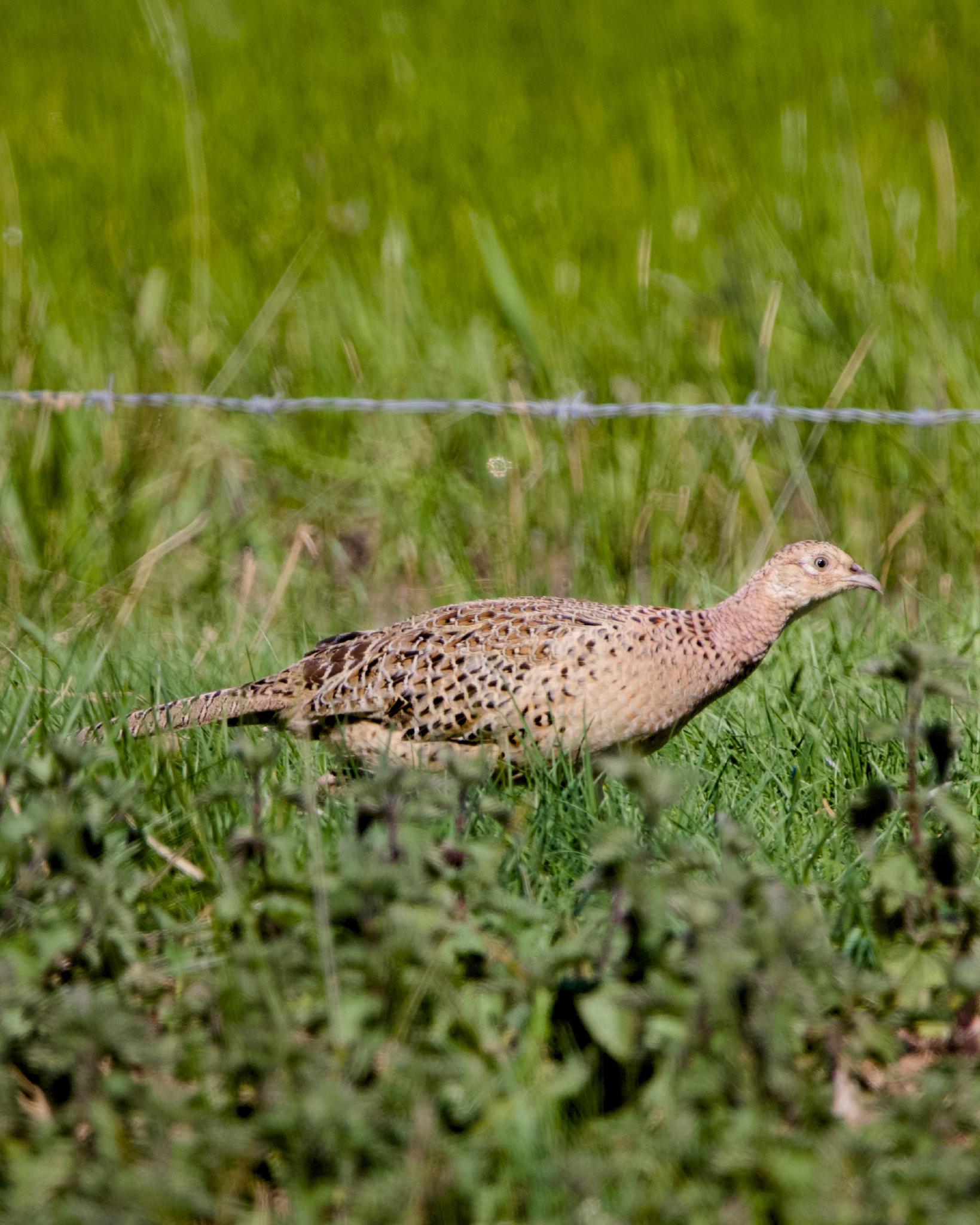 A female pheasant walking through long grass next to a barbed wire fence