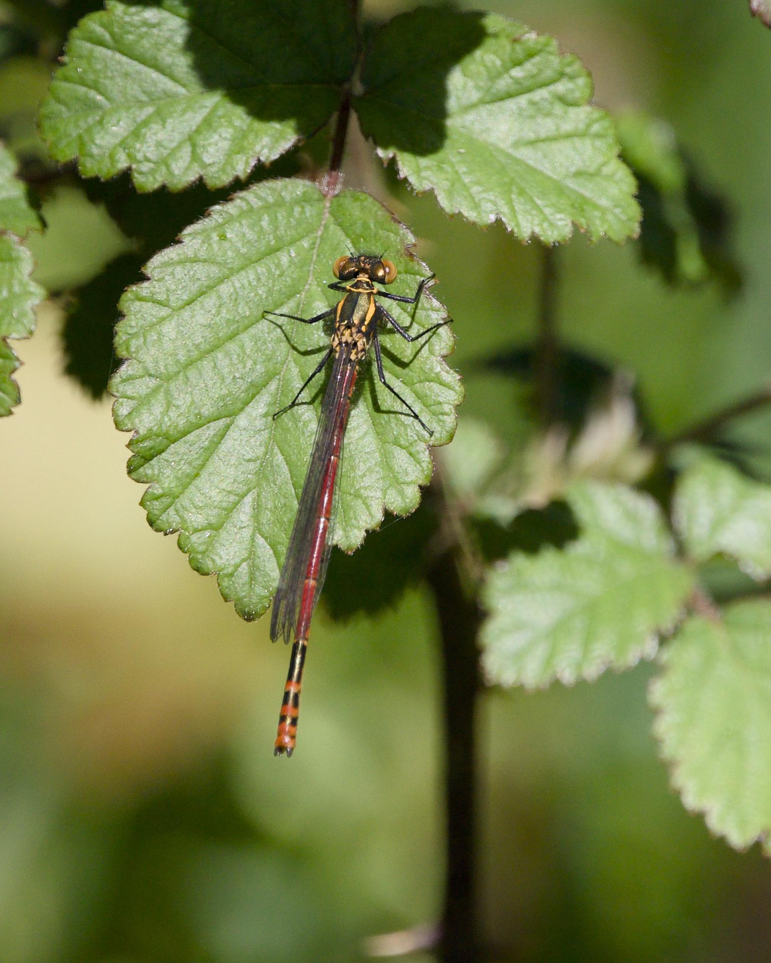 A large red damselfly resting on a green leaf with sunlight coming through the surrounding foliage