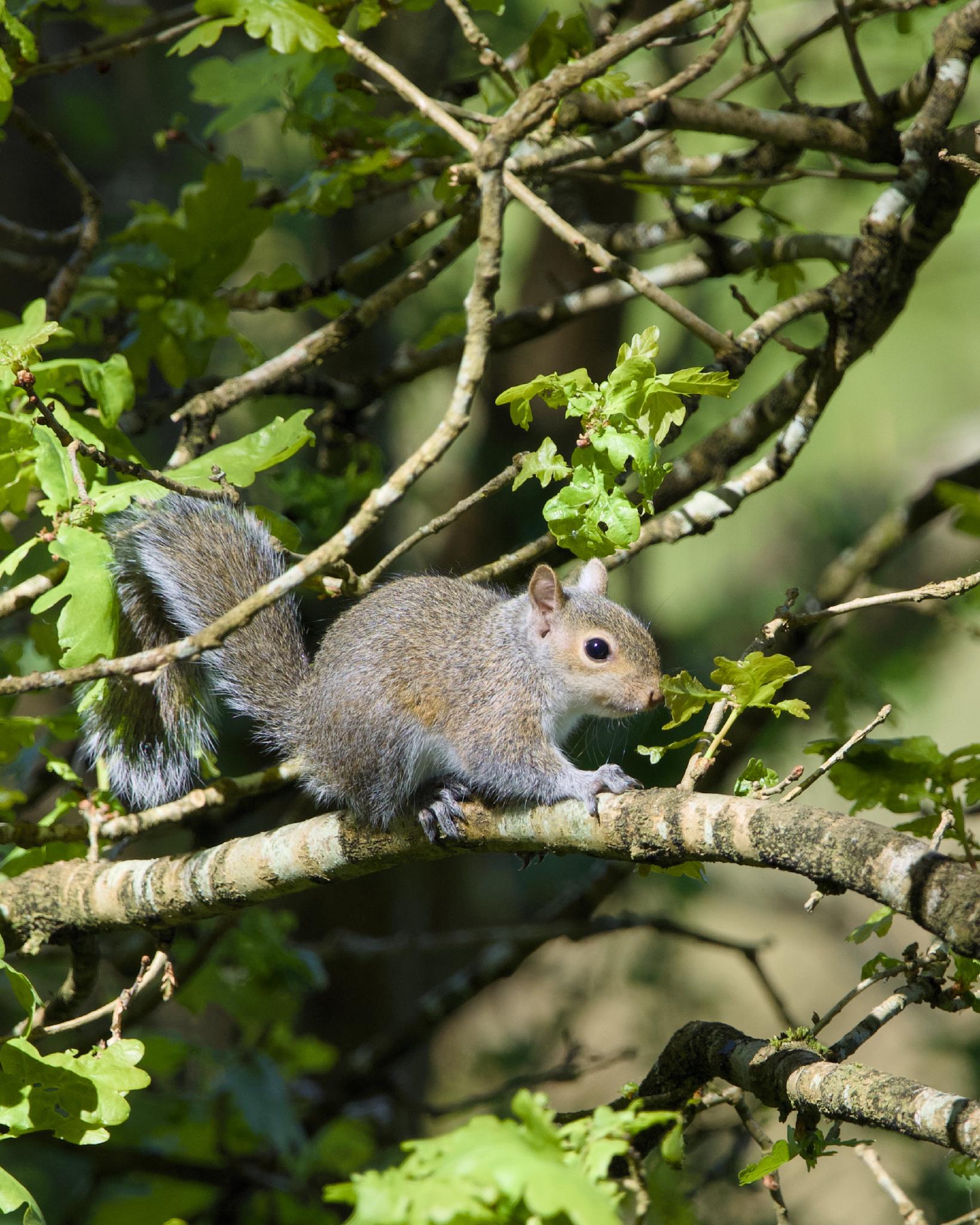 A grey squirrel sitting on a thin branch surrounded by young oak leaves, bushy tail curled upward