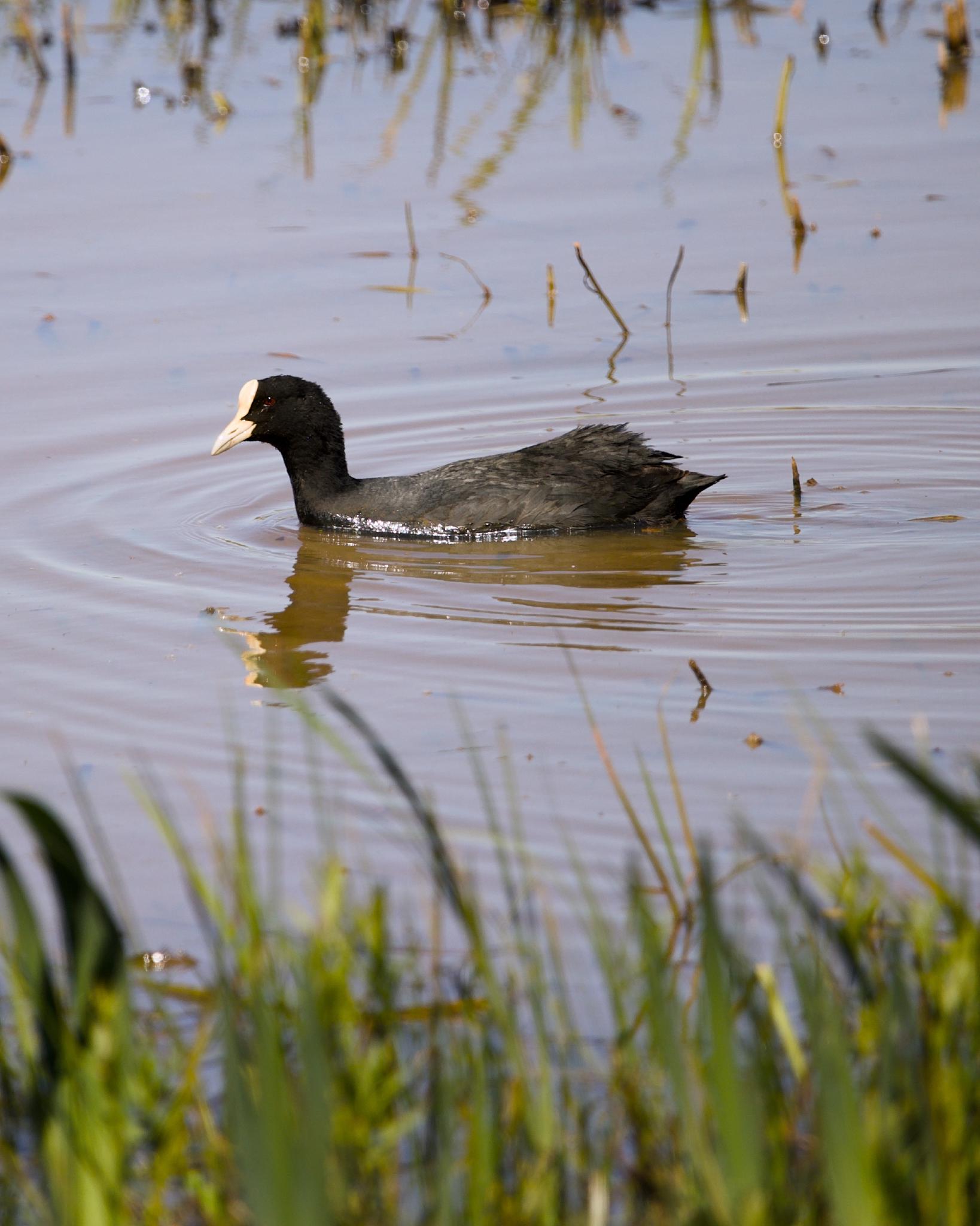 A black coot with a white beak swimming on still water with reeds in the foreground