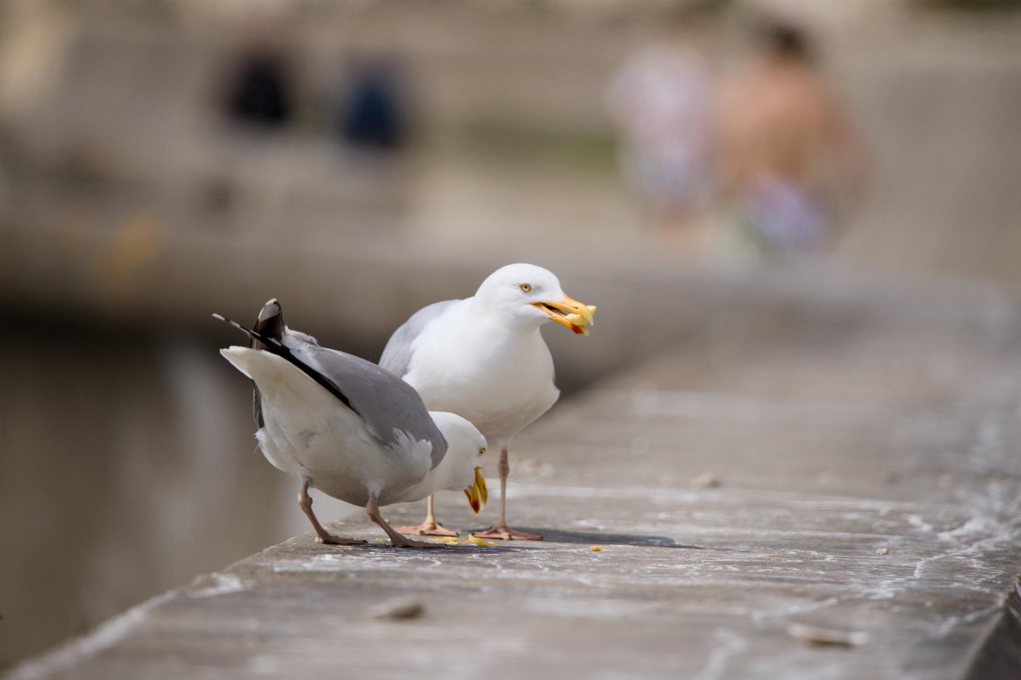 Two herring gulls standing on a stone wall, the front gull picking up a piece of chip while a second gull behind looks on with one in its beak, blurred figures sitting on steps in the background