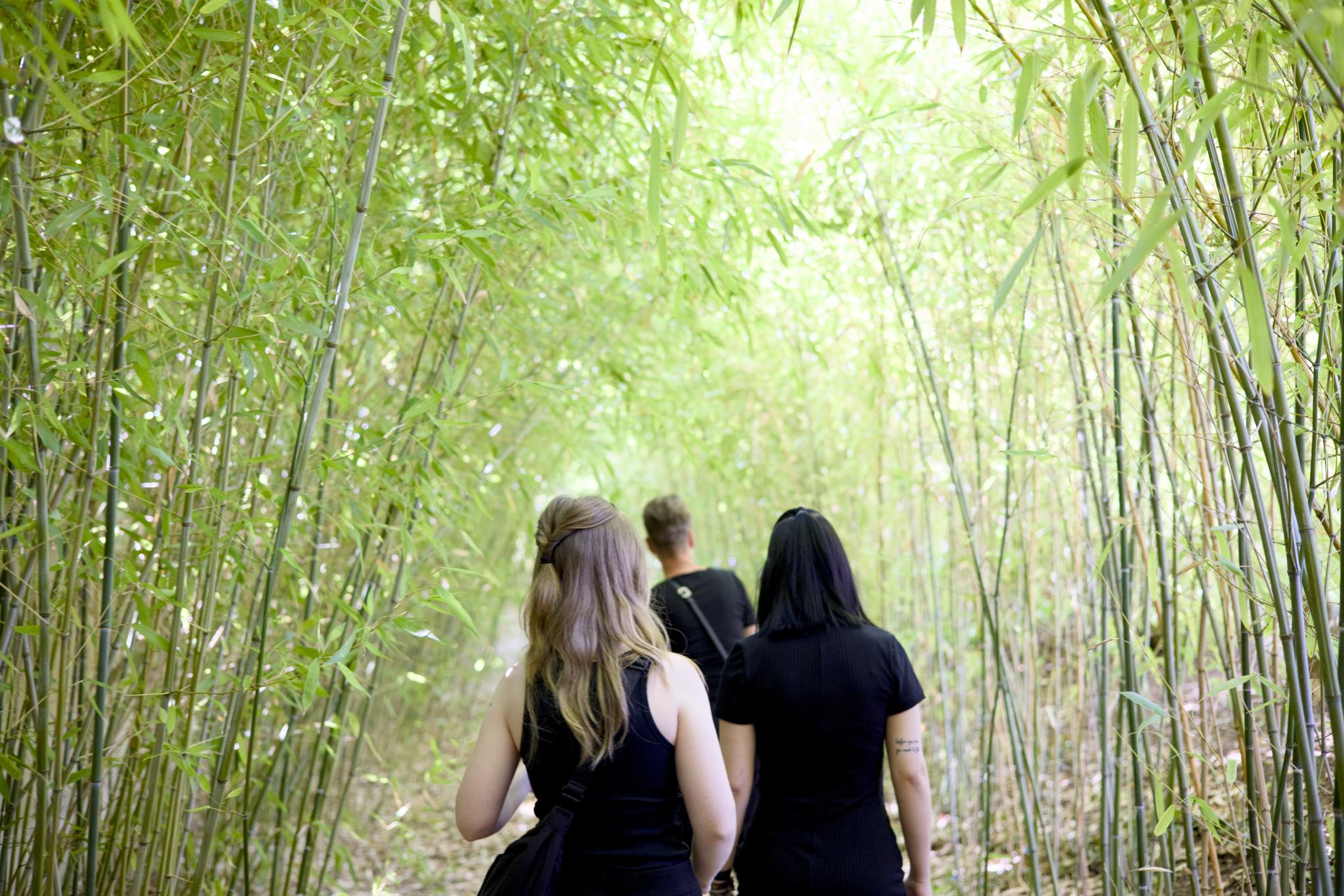 Three women in black walking through a bamboo grove