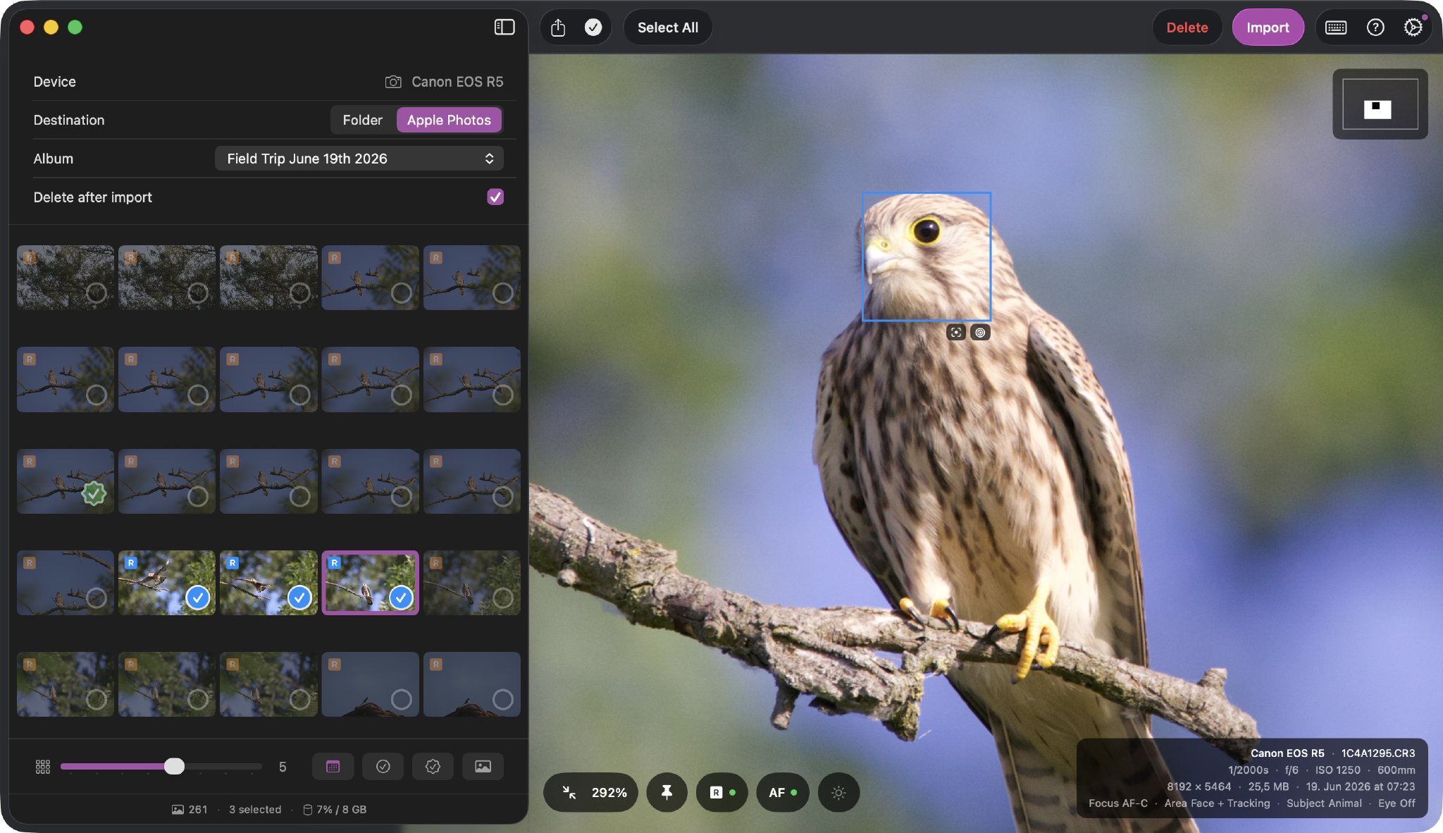 Hypo preview of a perched kestrel with the blue eye-detection box, zoomed in