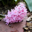 So I Built a Mac App cover image