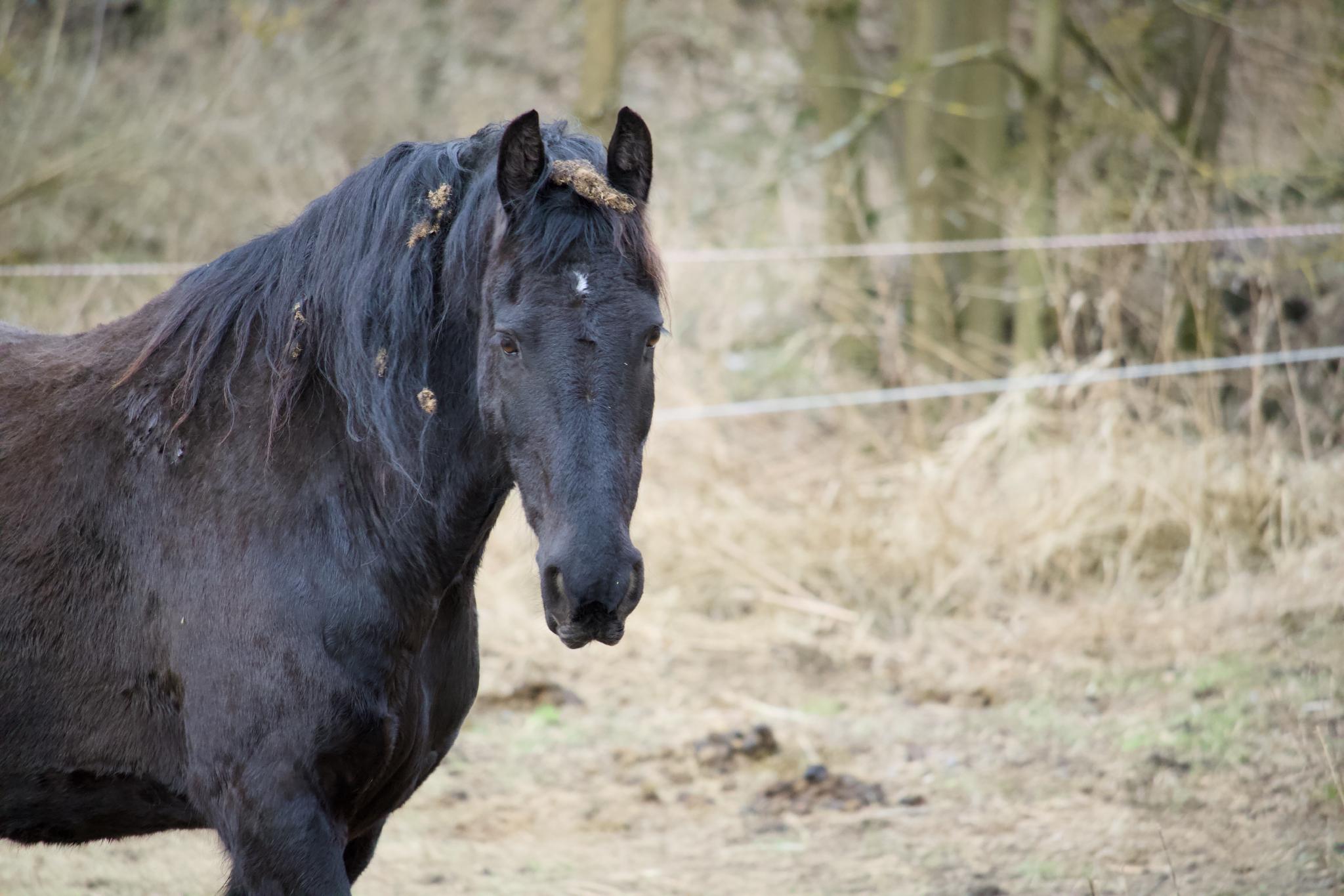 Black horse portrait behind a fence
