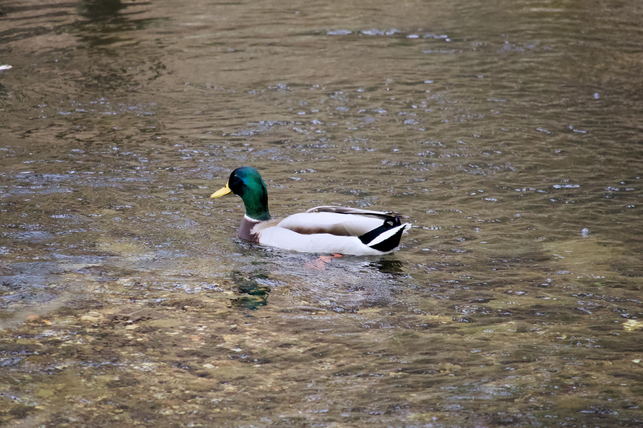 Male mallard duck swimming in the stream